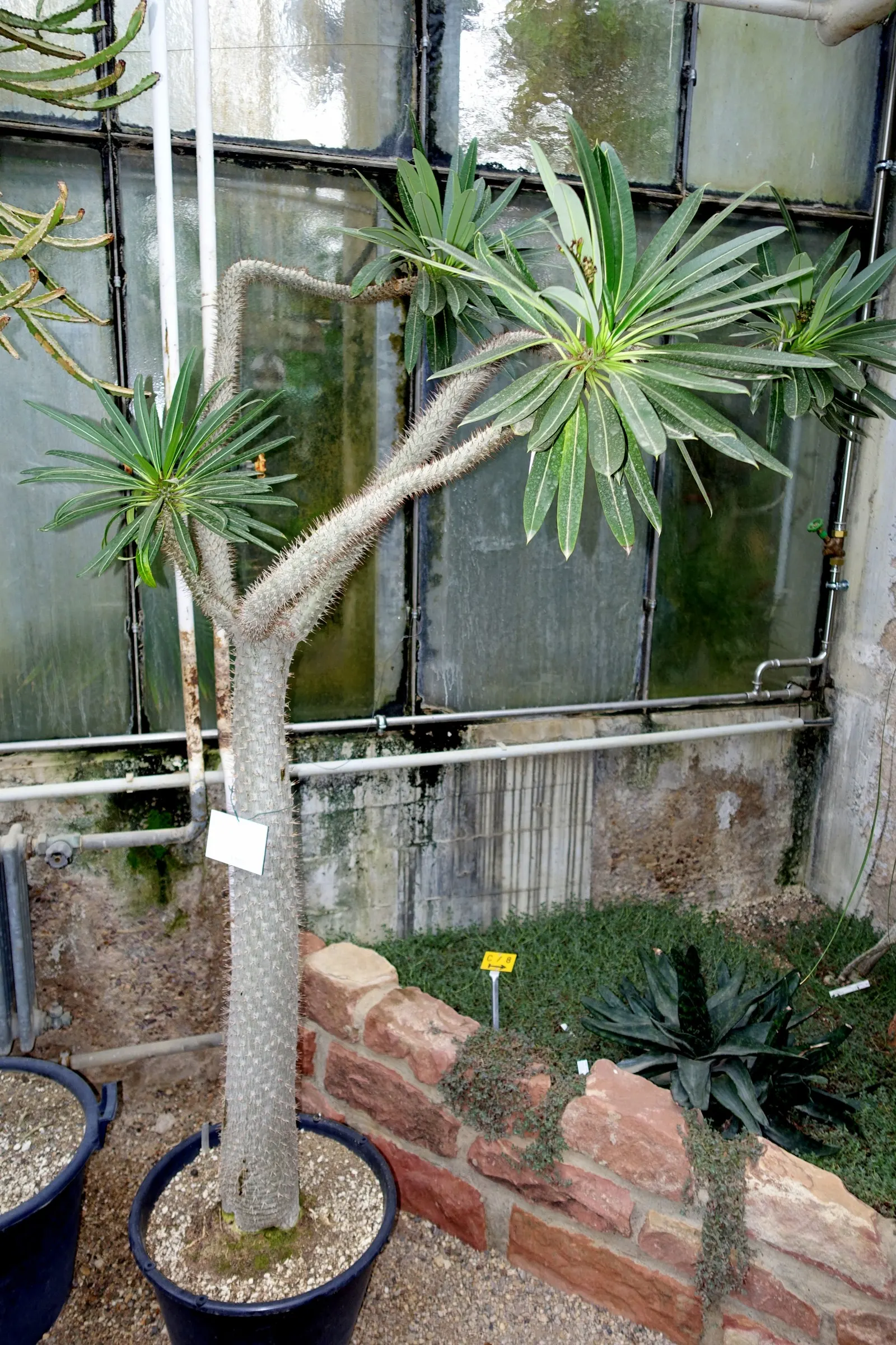 Madagascar Palm (Pachypodium Lamerei) — Not a true palm, it adds an exotic touch to any garden; the flowers can reach a diameter of 2 to 3 inches
