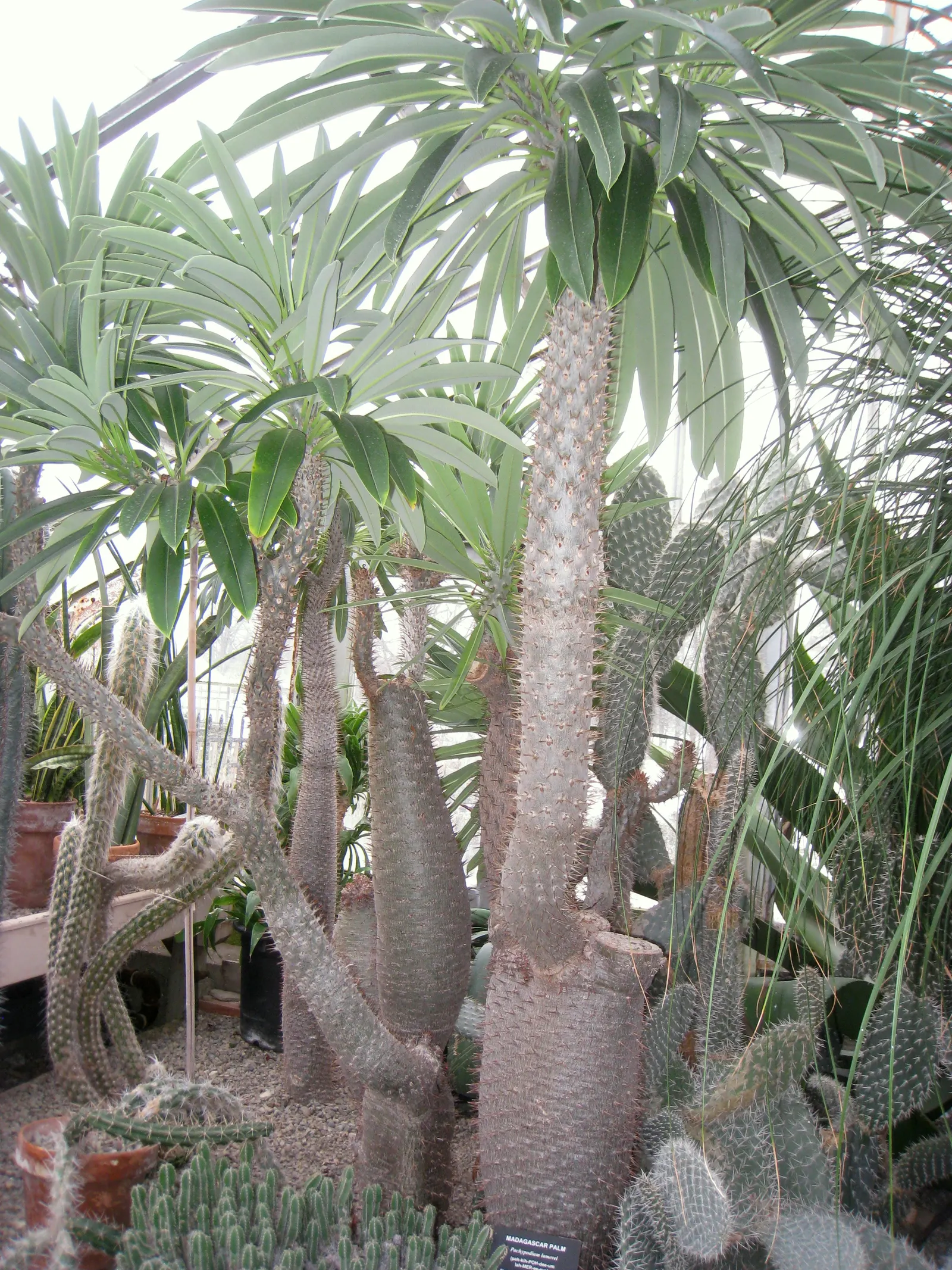 Madagascar Palm (Pachypodium Lamerei) — commonly known as Madagascar Palm; thriving in full sun, it requires minimal water, image 82