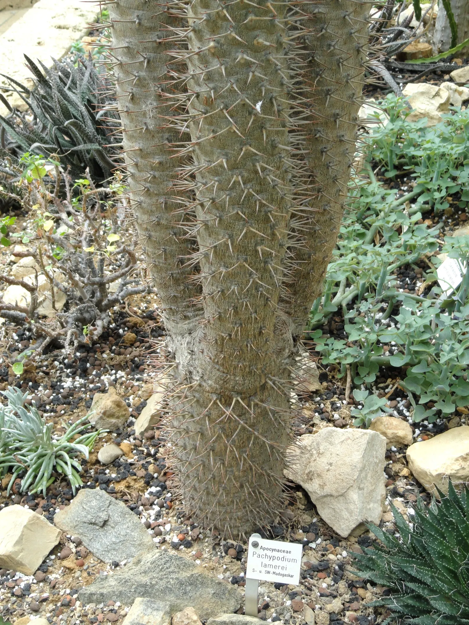 Madagascar Palm (Pachypodium Lamerei) — The Madagascar Palm (Pachypodium lamerei); succulent with white blooms, image 89