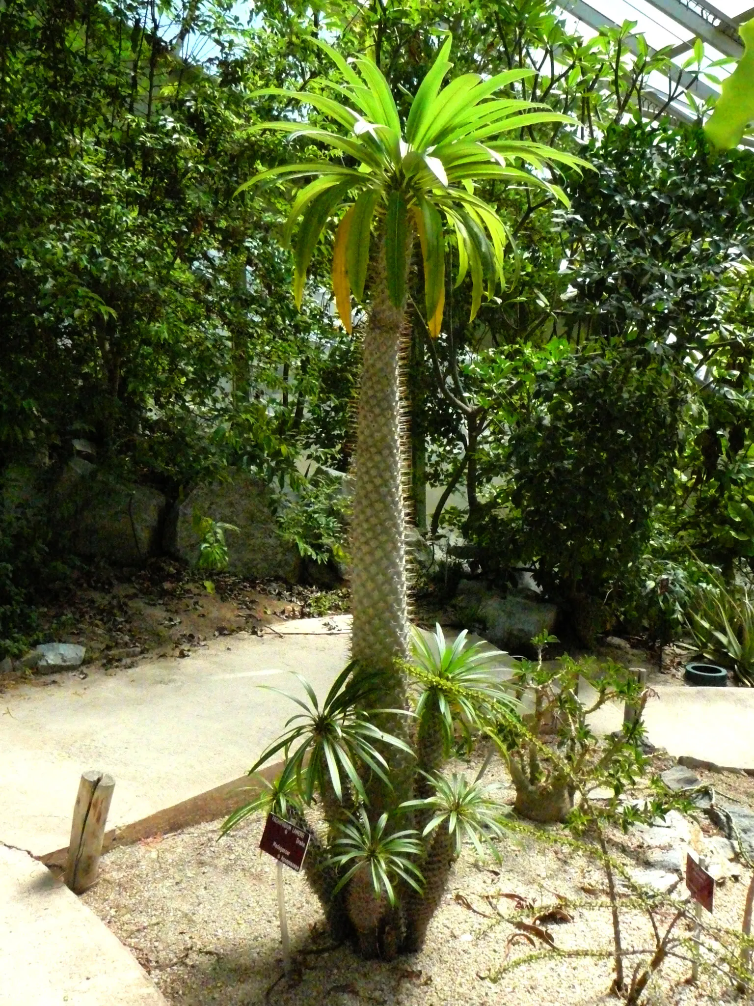 Madagascar Palm (Pachypodium Lamerei) — It sports slender leaves and white, fragrant flowers