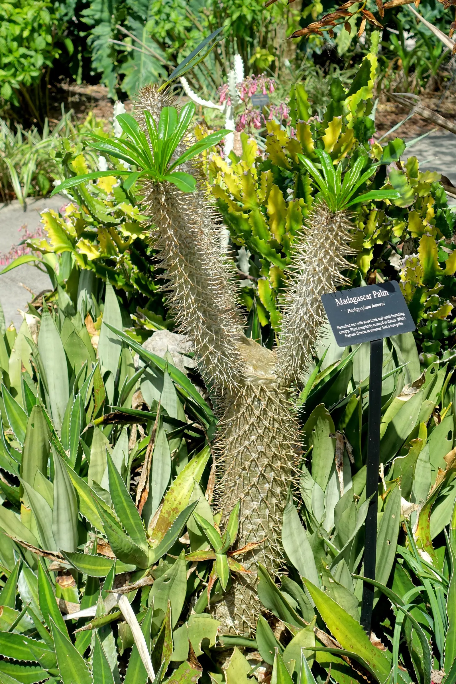 Madagascar Palm (Pachypodium Lamerei) — the Madagascar Palm requires minimal maintenance; is not a true palm but rather a member of the Apocynaceae family