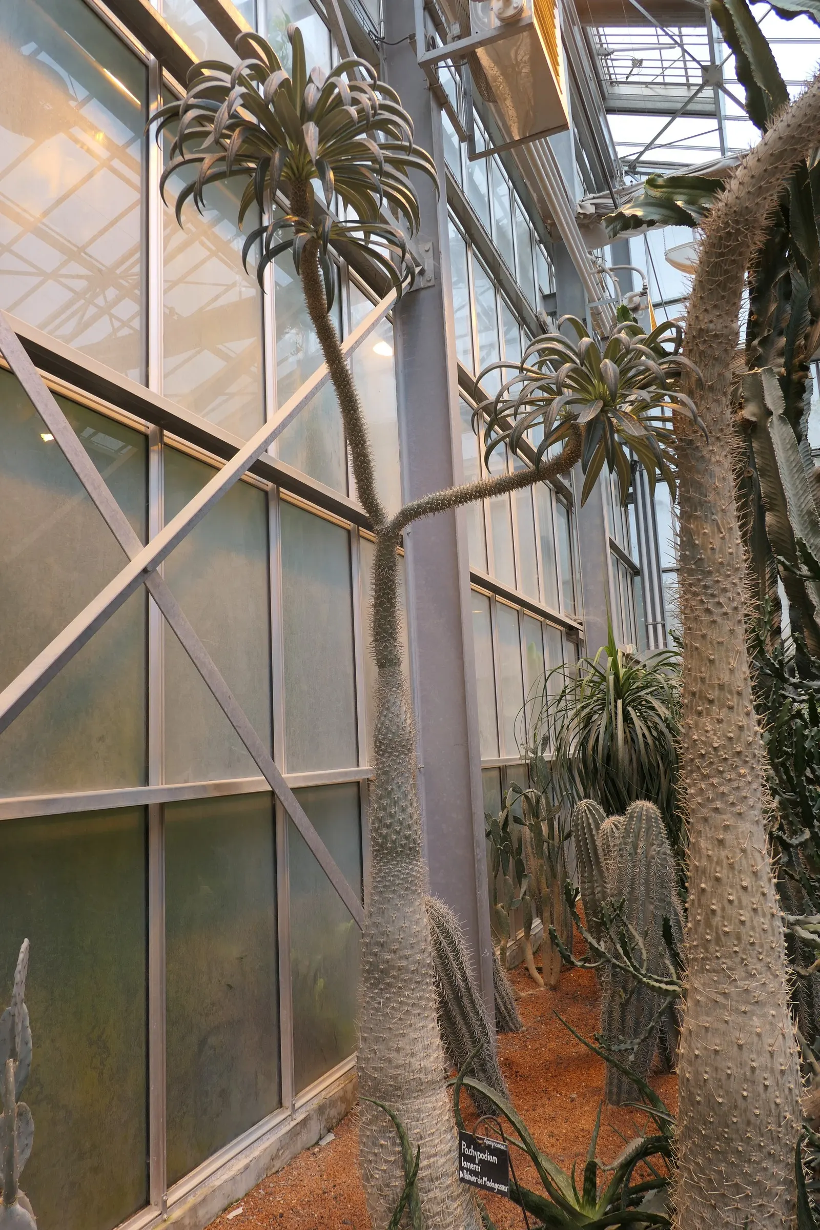 Madagascar Palm (Pachypodium Lamerei) — Hardy in USDA zones 9 to 11, it's perfect for a drought-tolerant landscape, image 59