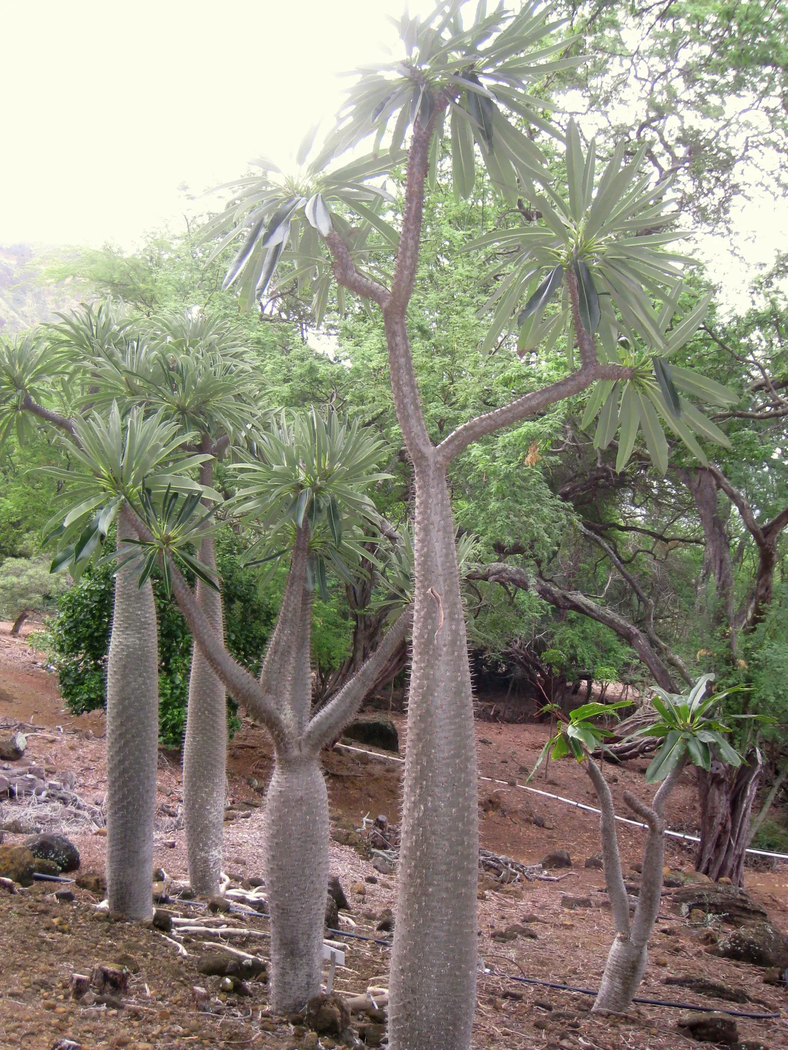 Madagascar Palm (Pachypodium Lamerei) — commonly known as Madagascar Palm