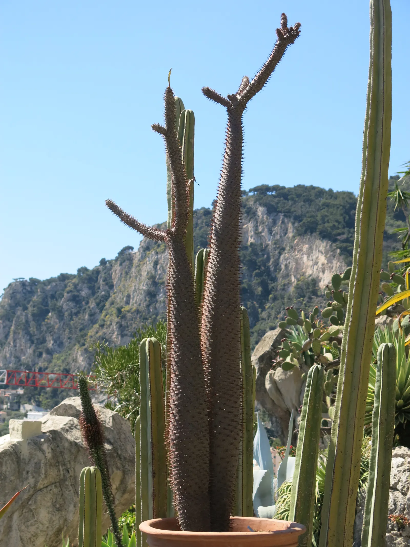 Madagascar Palm (Pachypodium Lamerei) — is a striking succulent with a spiny gray trunk growing up to 15 feet tall; this striking succulent boasts a stout