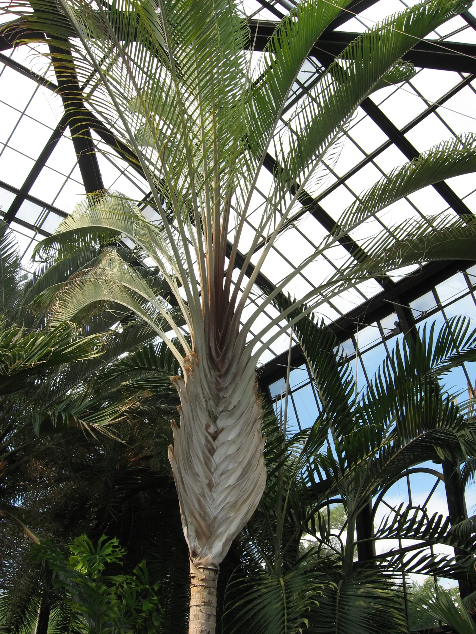 Madagascar Palm (Pachypodium Lamerei) — is a striking succulent with a spiny gray trunk growing up to 15 feet tall; this striking succulent boasts, image 83