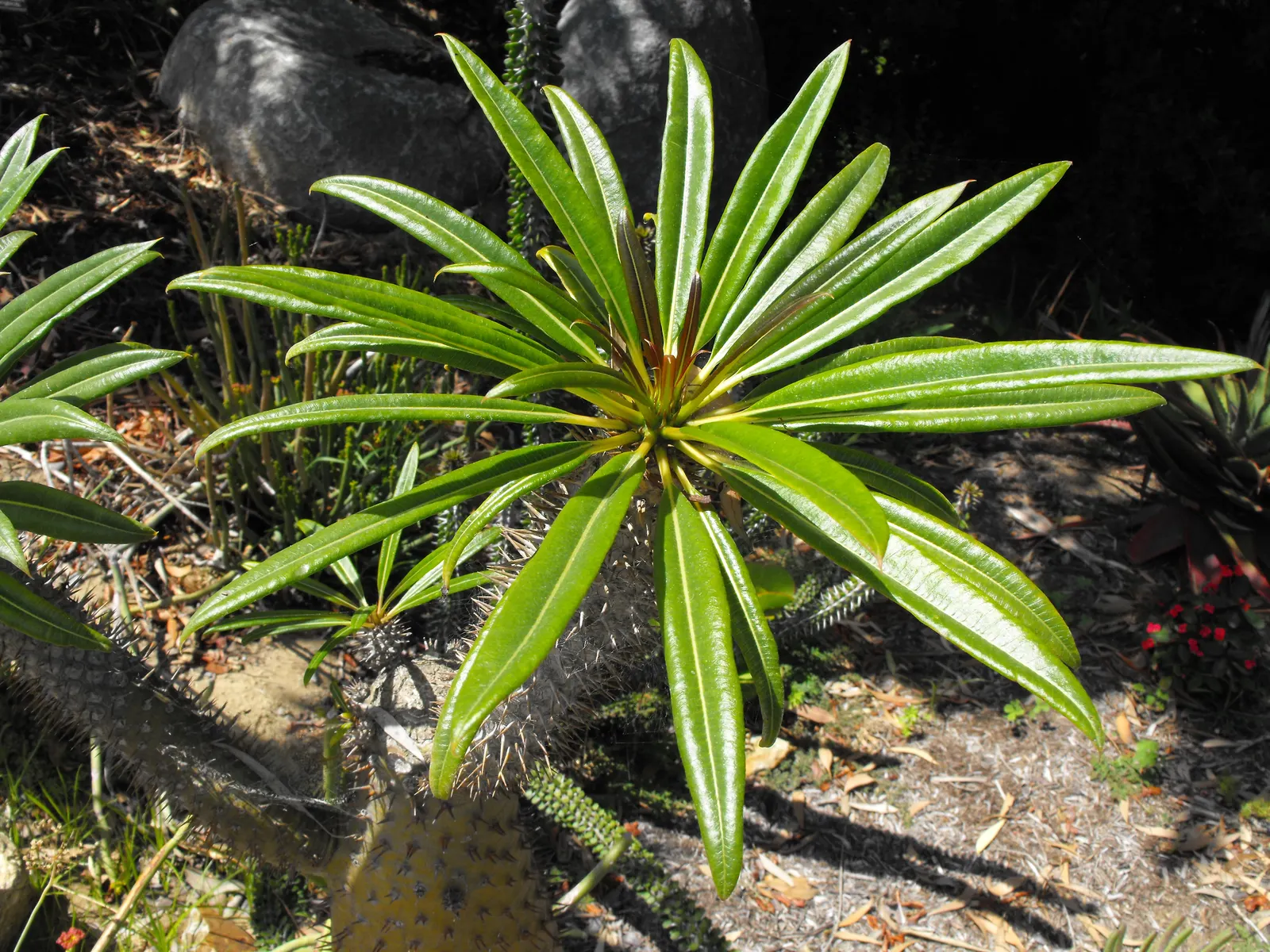 Madagascar Palm (Pachypodium Lamerei) — and it's armed with sharp; not a true palm, it adds an exotic touch to any garden, image 67