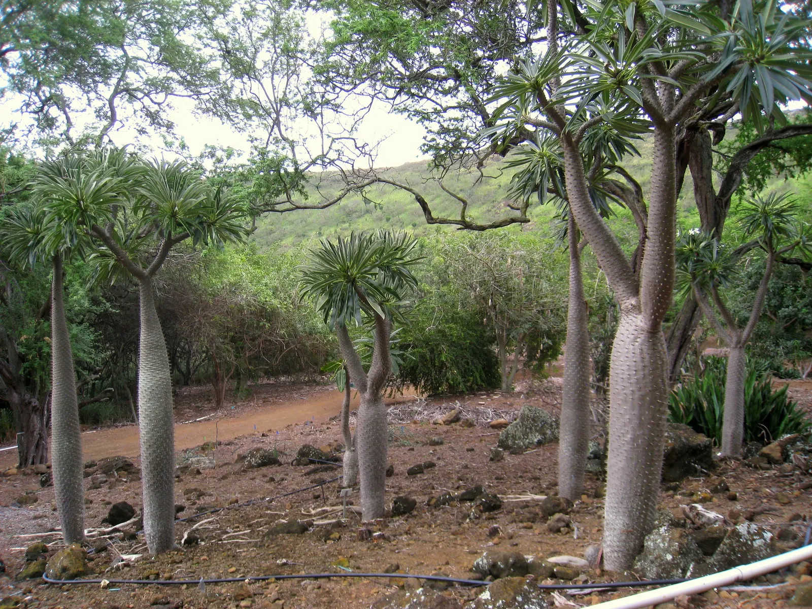 Madagascar Palm (Pachypodium Lamerei) — Thriving in full sun, it requires minimal water; white flowers in the garden, image 58