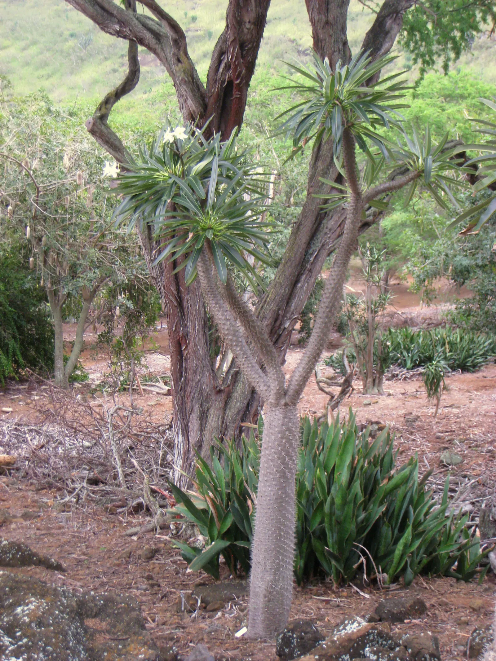 Madagascar Palm (Pachypodium Lamerei) — 2 to 3-inch-long spines that emerge in clusters, image 68