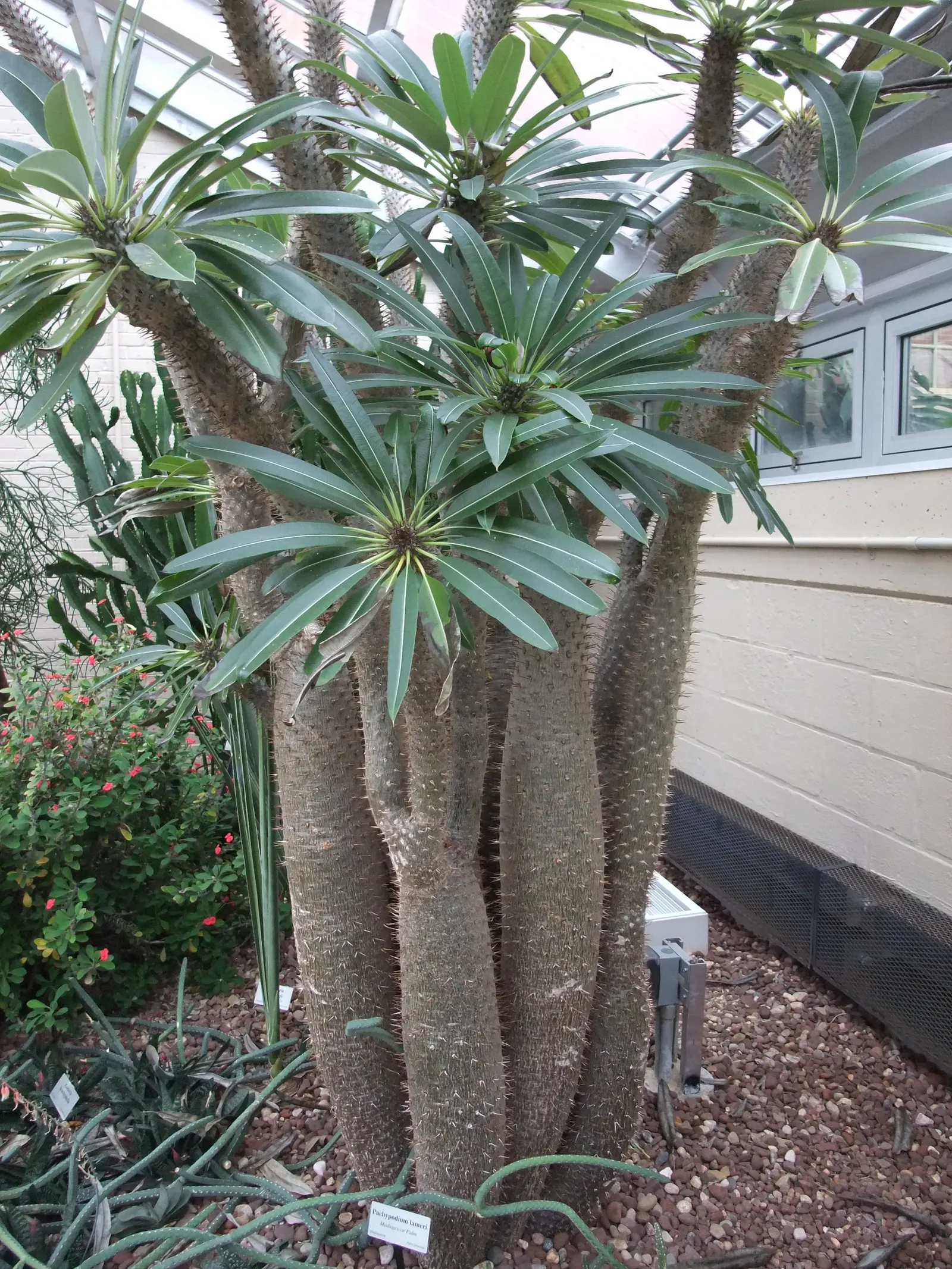 Madagascar Palm (Pachypodium Lamerei) — and it's armed with sharp; not a true palm, it adds an exotic touch to any garden, image 94