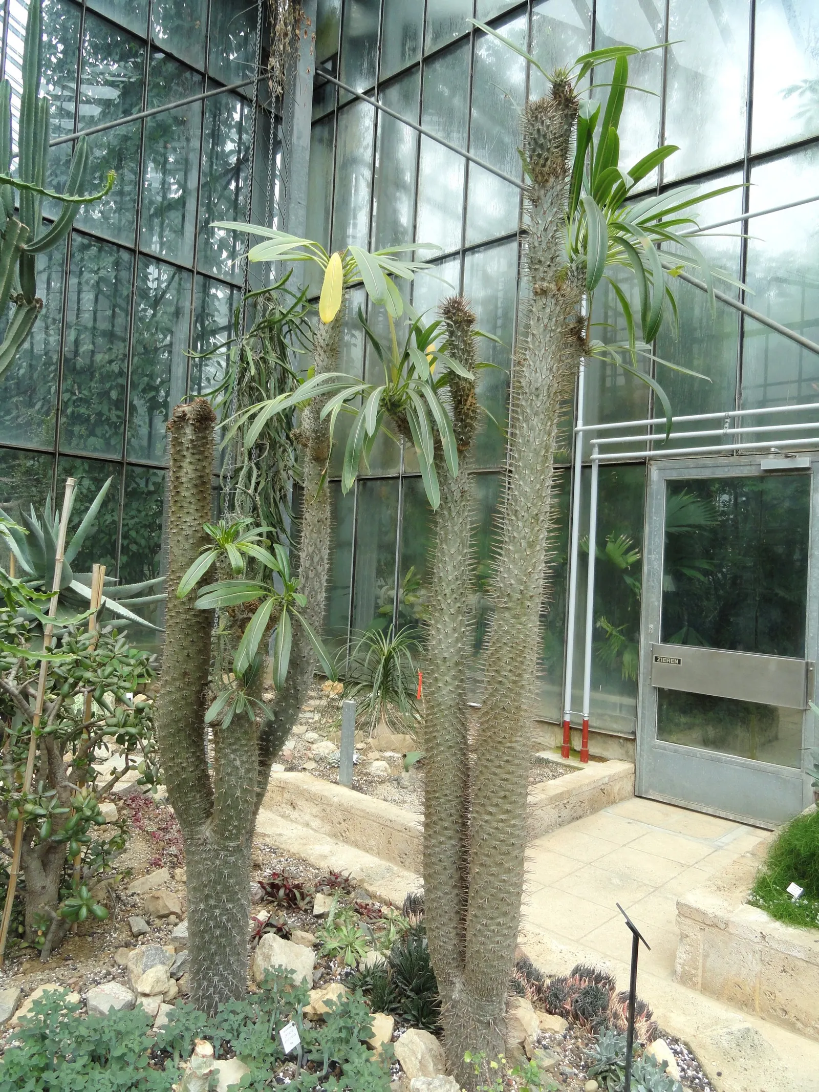 Madagascar Palm (Pachypodium Lamerei) — It's important to note that P; is a striking succulent with a spiny gray trunk growing up to 15 feet tall