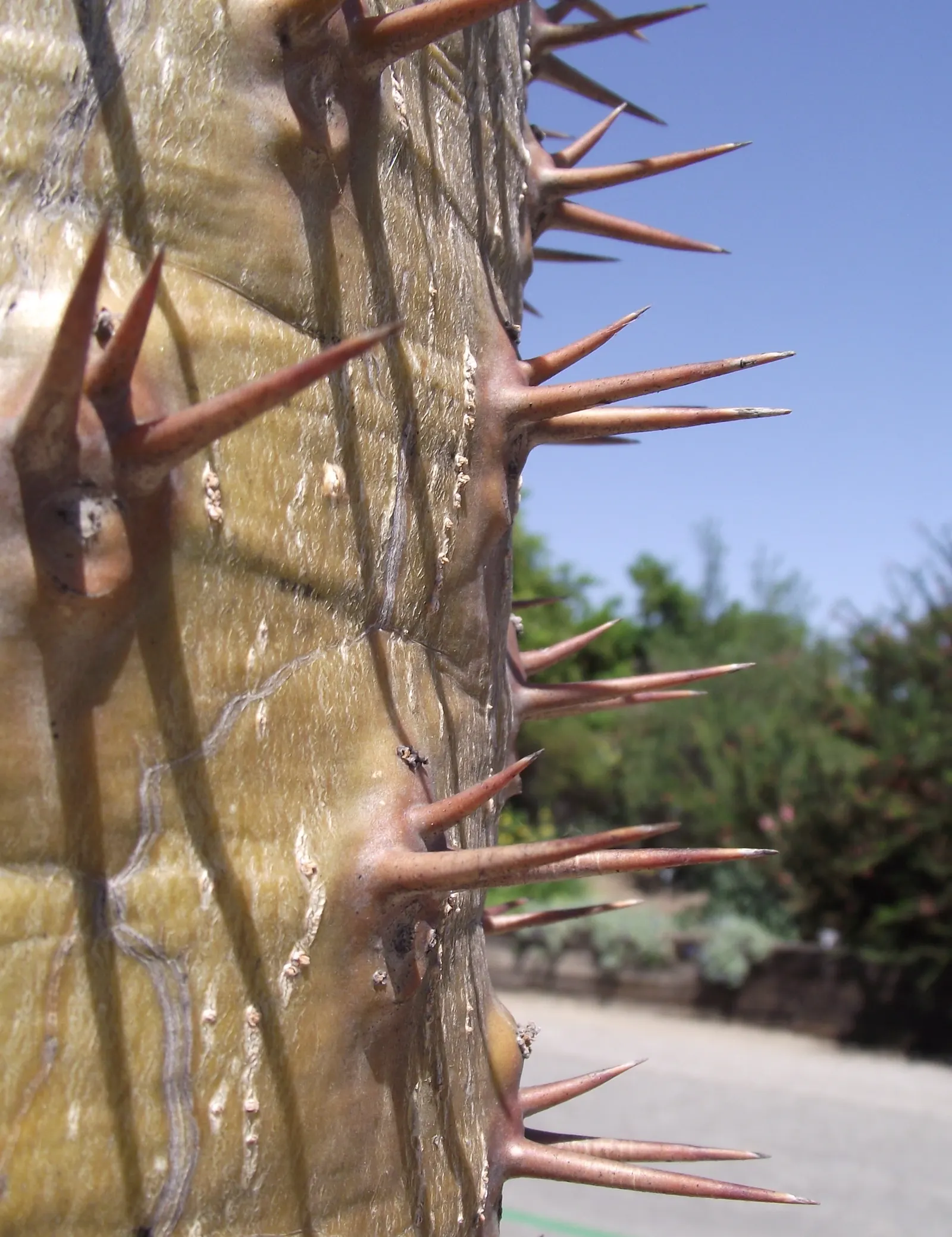 Madagascar Palm (Pachypodium Lamerei) — It's also suitable as a dramatic container plant, providing a bold vertical accent; each extending up to 2, image 76