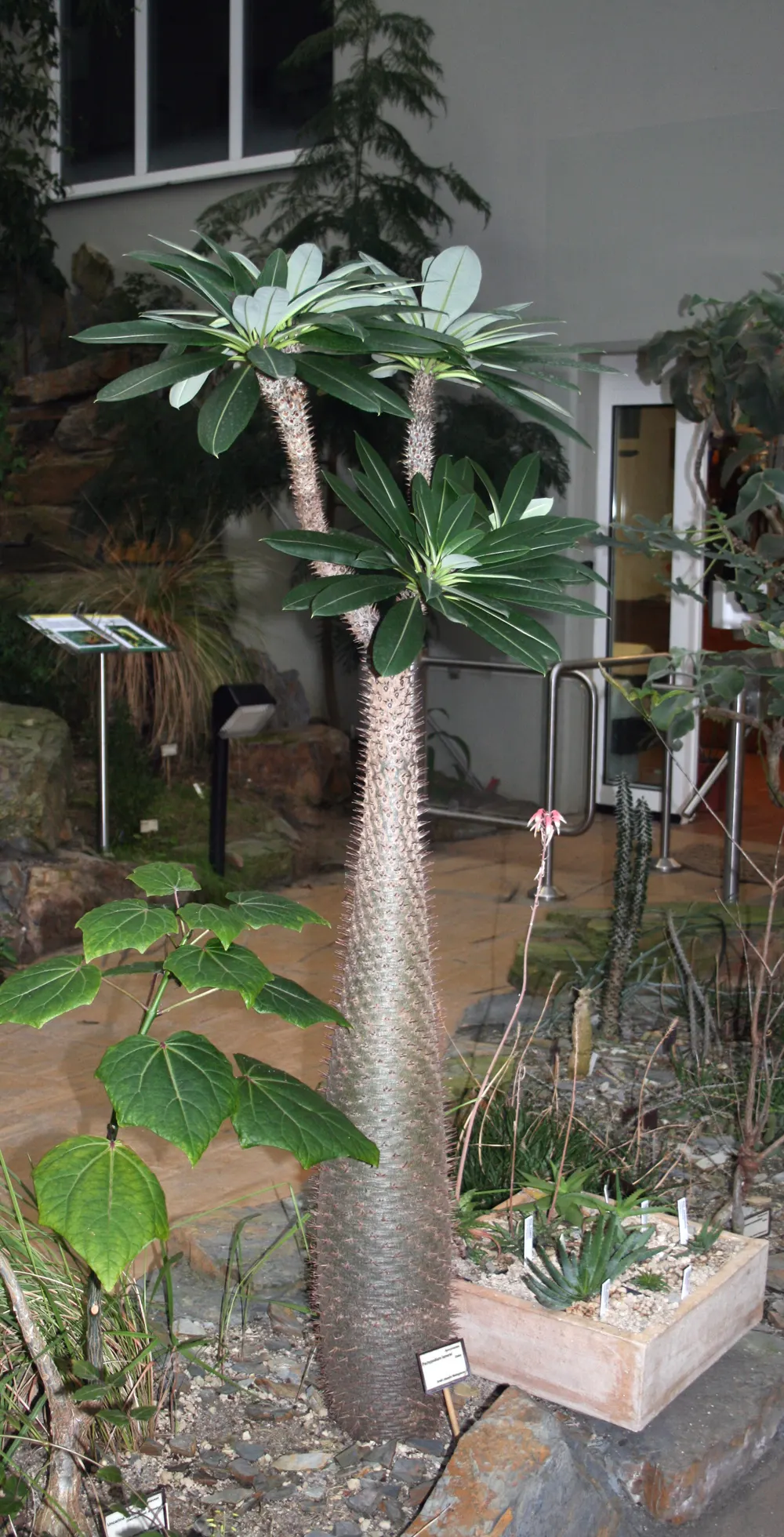 Madagascar Palm (Pachypodium Lamerei) — spiny trunk with a silver-gray hue