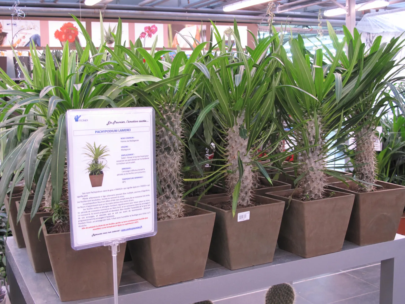 Madagascar Palm (Pachypodium Lamerei) — As an accent plant, it offers both an interesting silhouette and a touch of tropical elegance