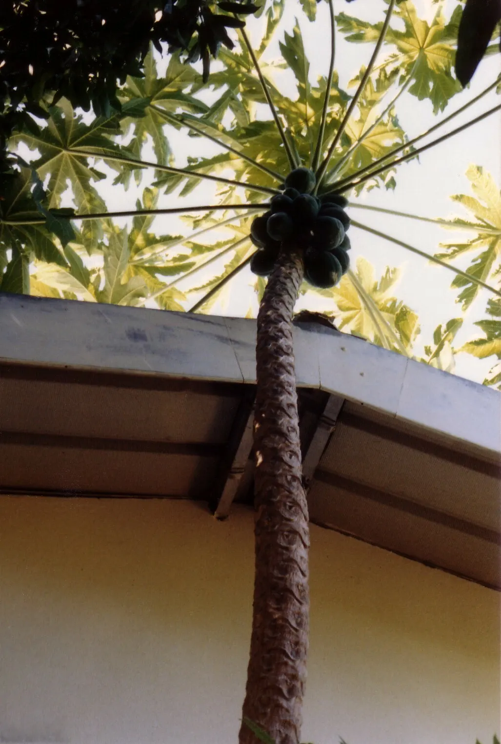 Madagascar Palm (Pachypodium Lamerei) — is not a true palm but rather a member of the Apocynaceae family