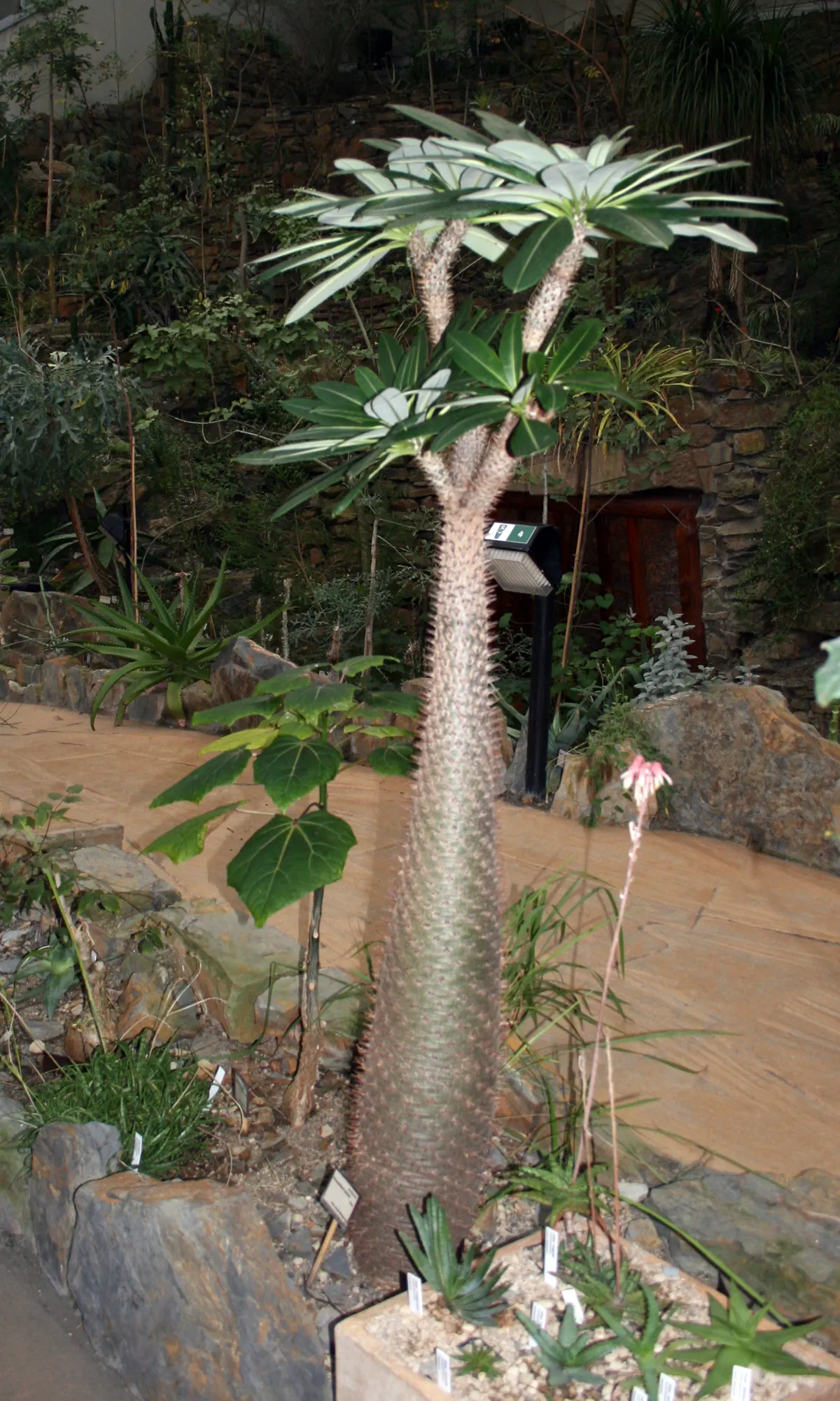 Madagascar Palm (Pachypodium Lamerei) — It's important to note that P