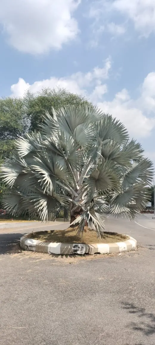 Madagascar Palm (Pachypodium Lamerei) — It's important to note that P; is a striking succulent with a spiny gray trunk growing up to 15 feet tall, image 74
