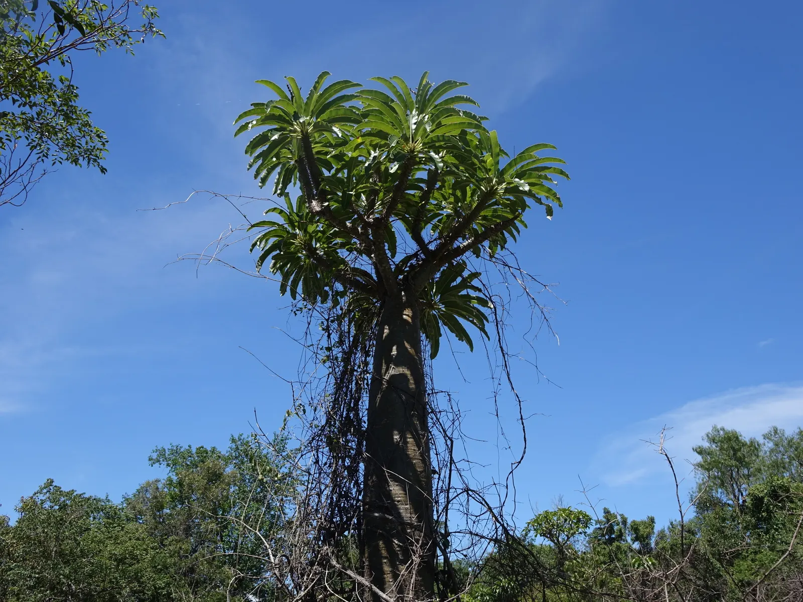 Madagascar Palm (Pachypodium Lamerei) — It's also suitable as a dramatic container plant, providing a bold vertical accent