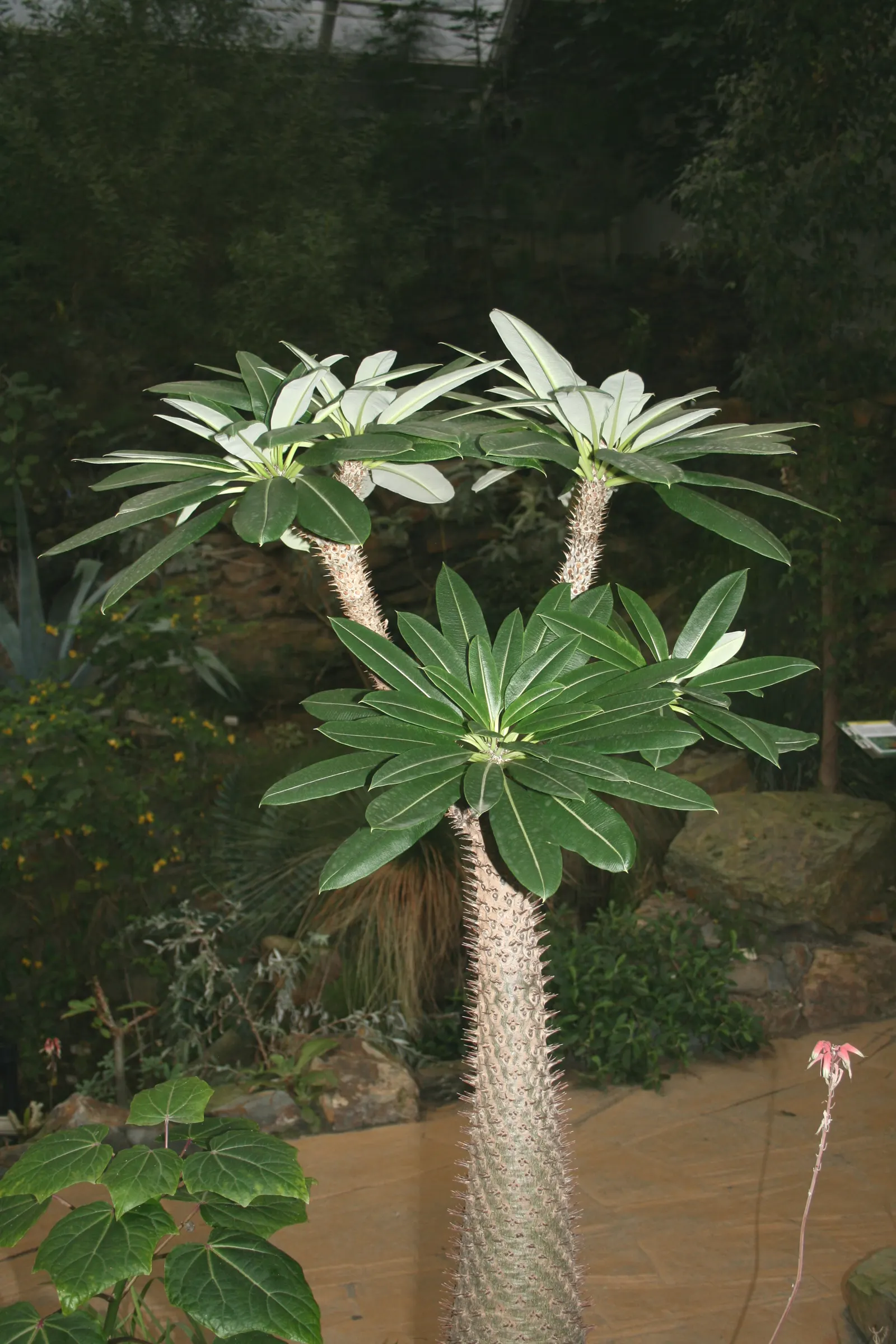 Madagascar Palm (Pachypodium Lamerei) — The Madagascar Palm (Pachypodium lamerei); succulent with white blooms