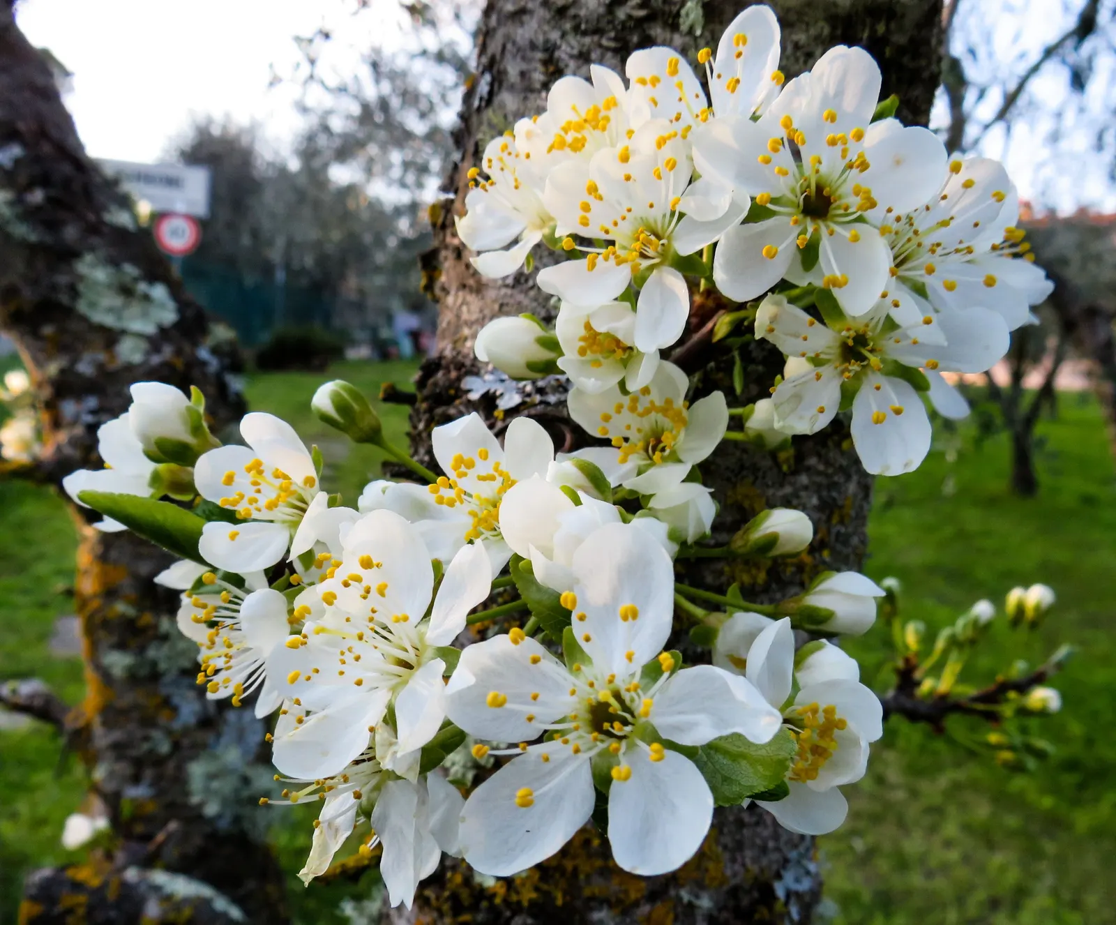 Common Plum (Prunus Domestica) — vital for fruit production; the flesh of Prunus domestica is succulent and sweet