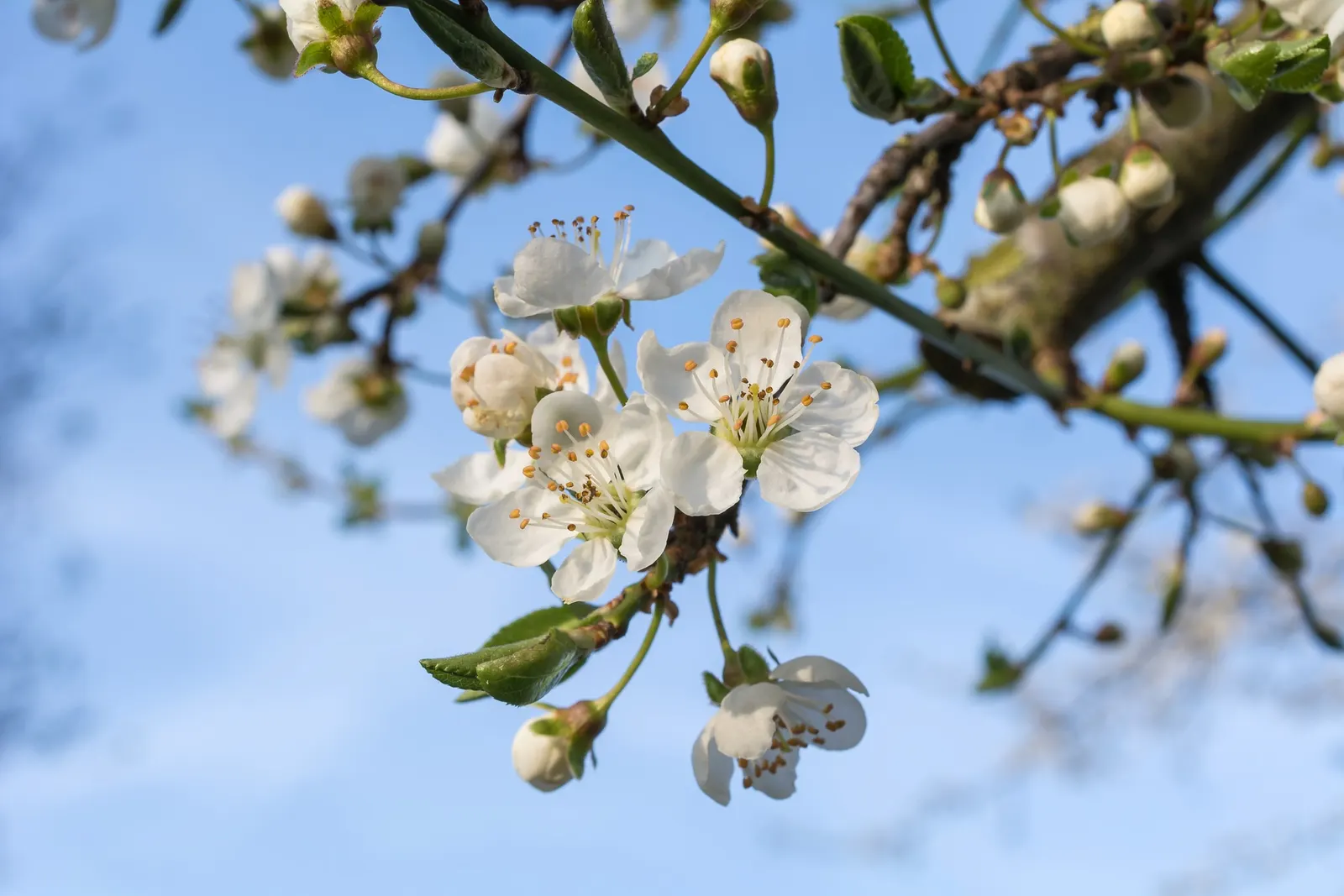 Common Plum (Prunus Domestica) — providing beauty and bounty for the discerning homeowner; creating a rounded canopy that provides ample shade, image 96