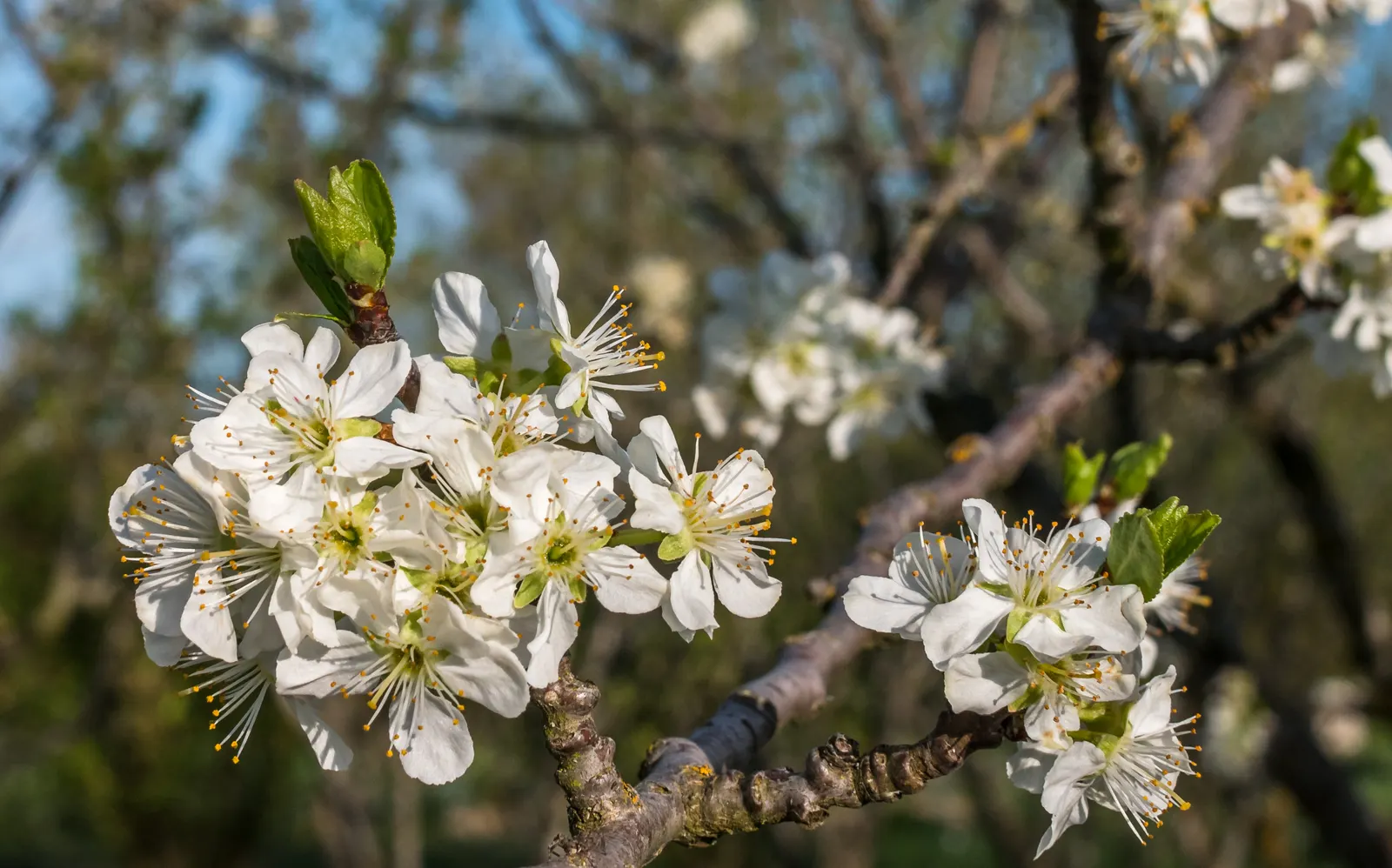 Common Plum (Prunus Domestica) — tree with white blooms
