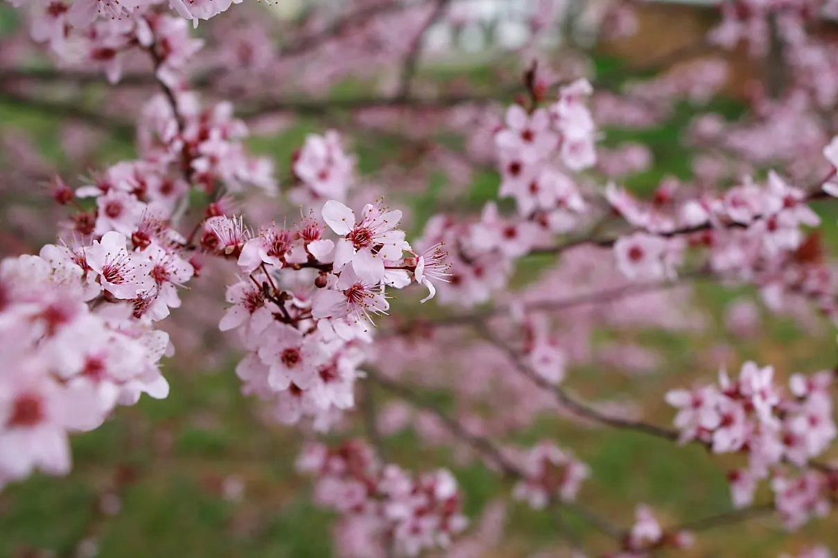 Common Plum (Prunus Domestica) — Well-draining soil is crucial to prevent root rot; white flowers in the garden