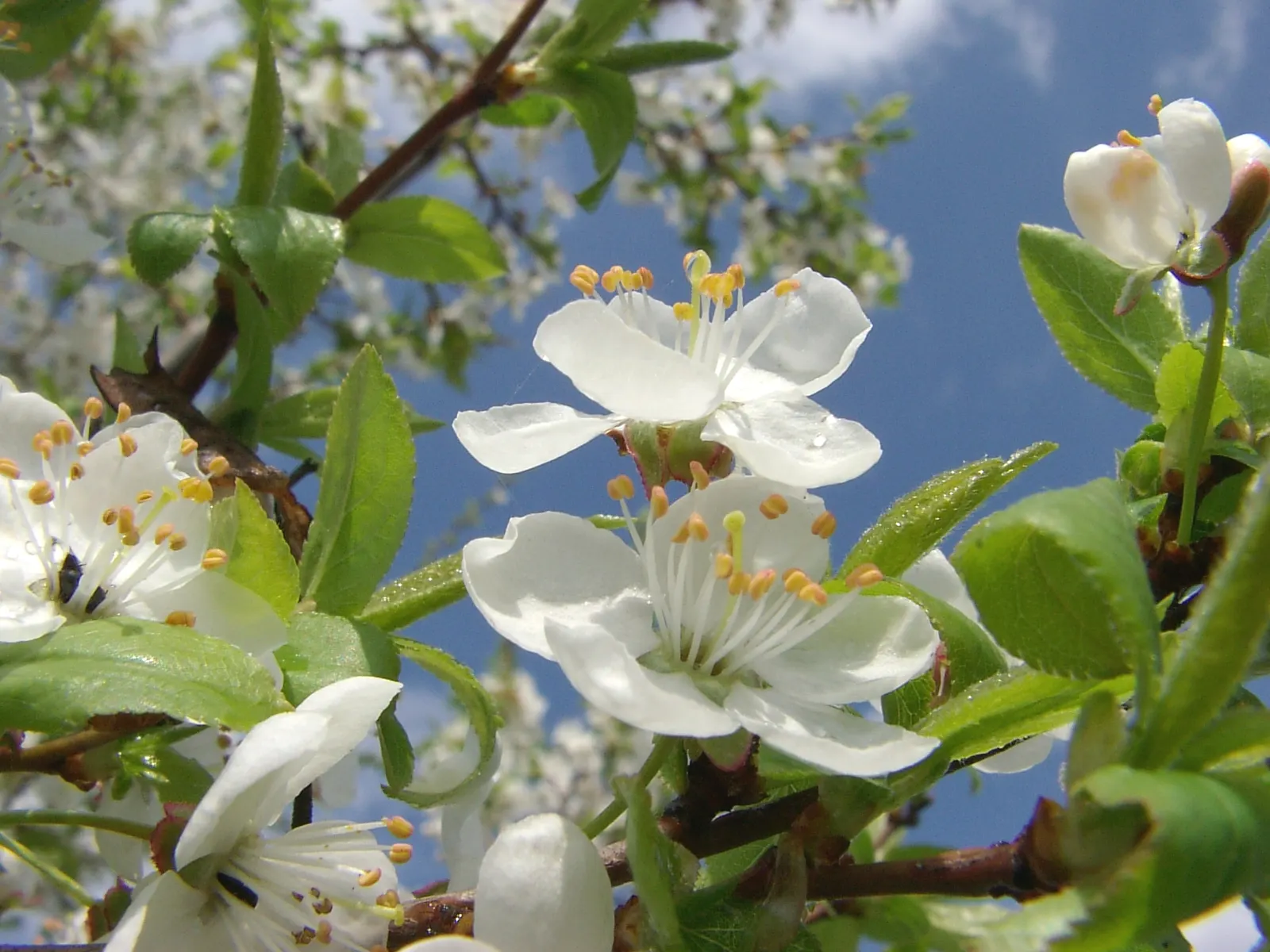 Common Plum (Prunus Domestica) — This coveted cultivar produces fragrant flowers in early spring; with at least six hours of direct sunlight per day, image 69