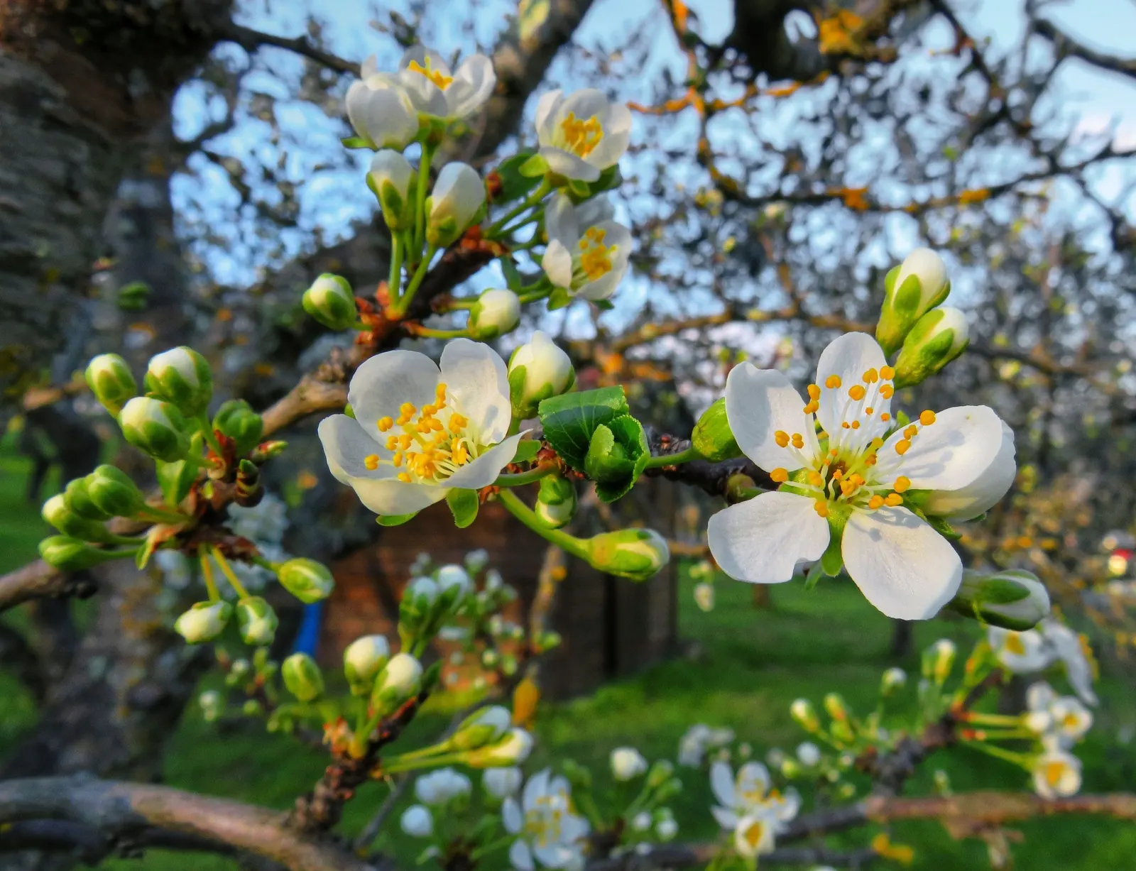 Common Plum (Prunus Domestica) — is a deciduous tree that thrives in well-drained soil with full sun; followed by an abundant crop of juicy fruits by late