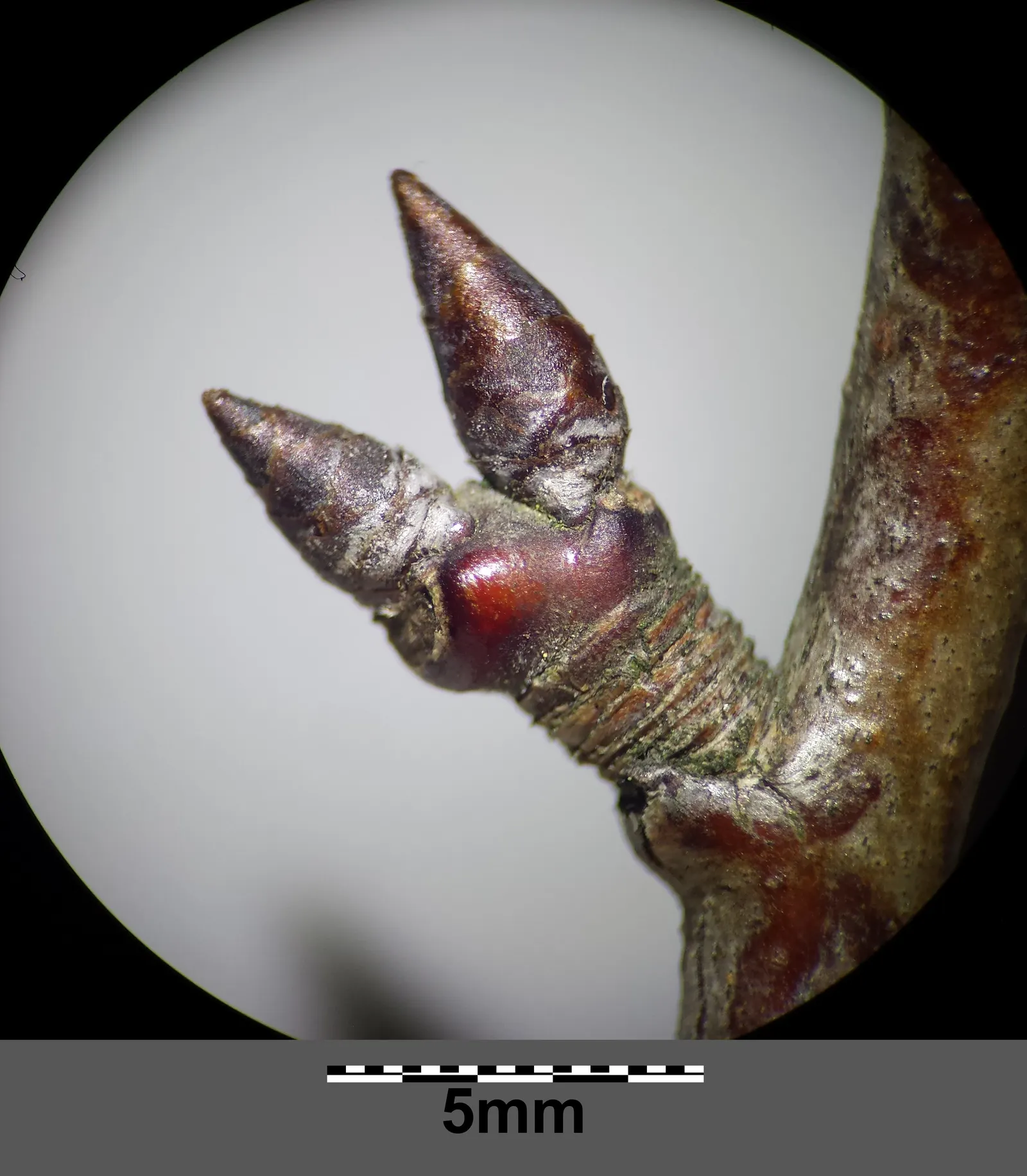 Common Plum (Prunus Domestica) — an anchor in a mixed border; a pH ranging from slightly acidic to neutral is ideal.<br><br>Regular watering is, image 126