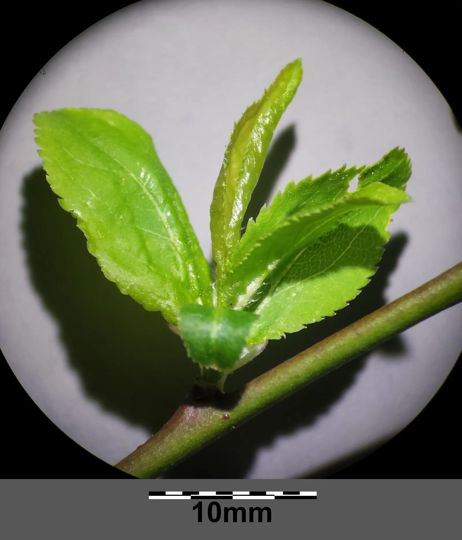 Common Plum (Prunus Domestica) — and while it is adaptable to various soil types