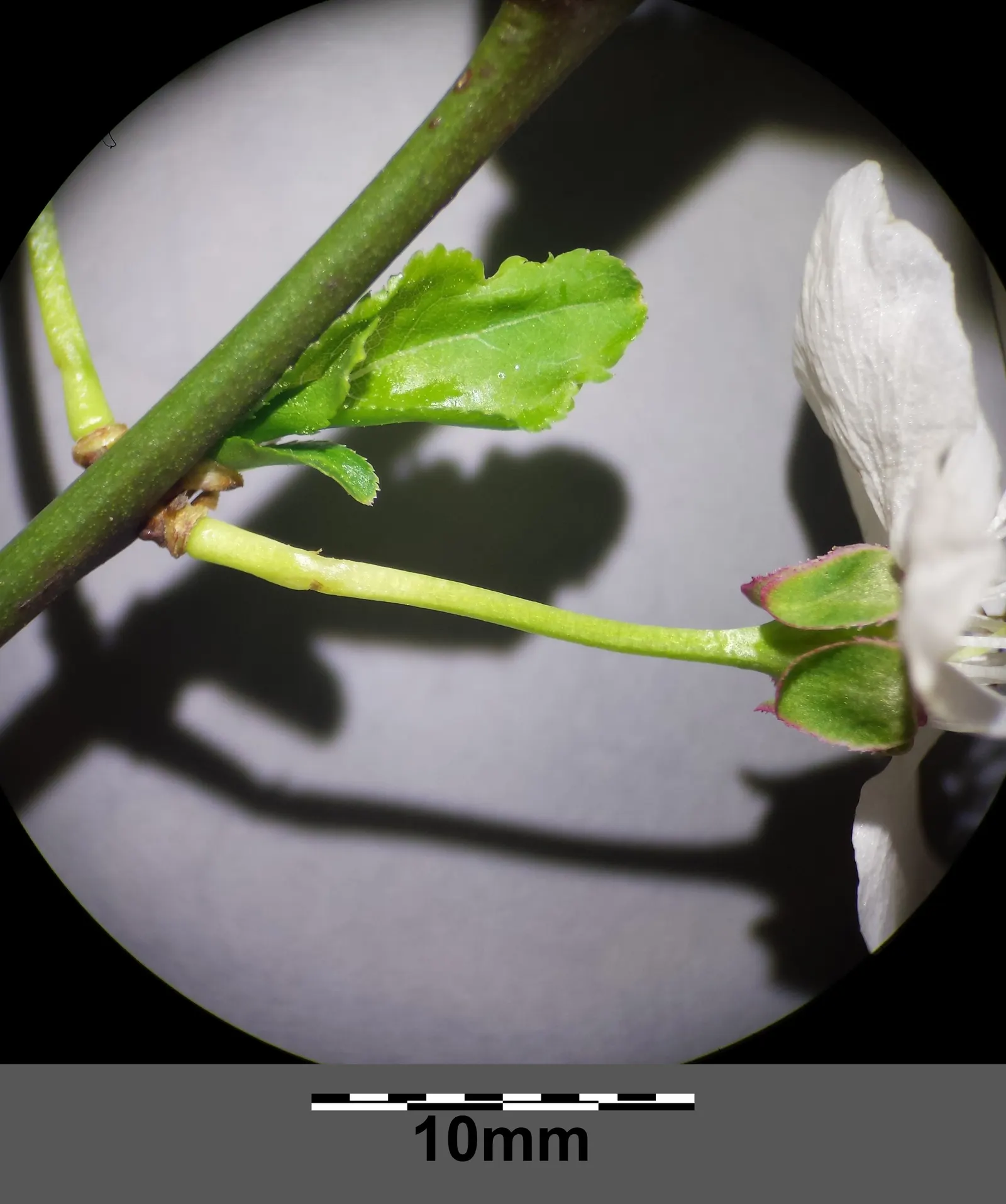 Common Plum (Prunus Domestica) — Well-draining soil is crucial to prevent root rot; white flowers in the garden, image 118