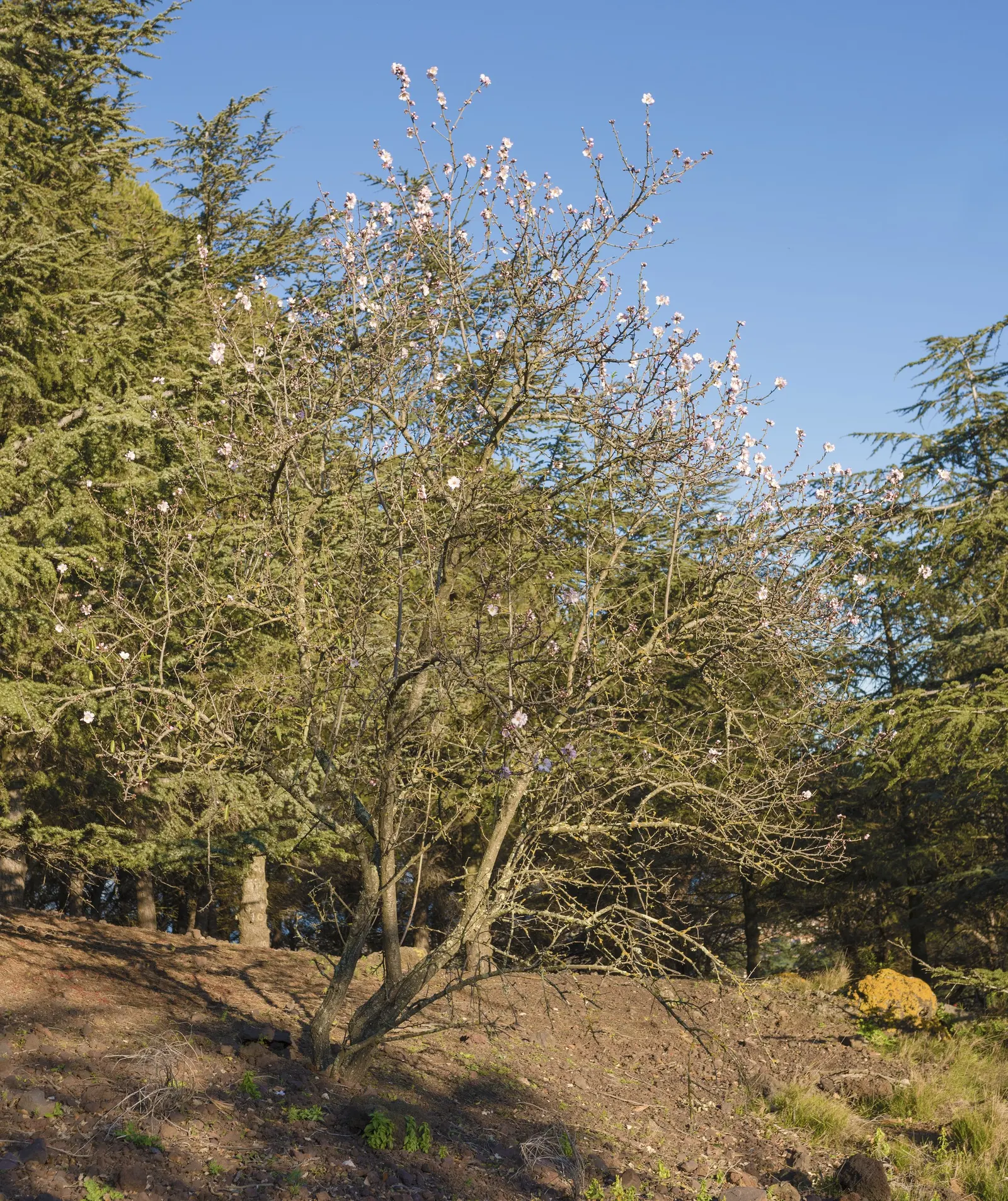 Common Plum (Prunus Domestica) — and while it is adaptable to various soil types; its lush foliage adds vibrant greenery, turning yellow in the fall