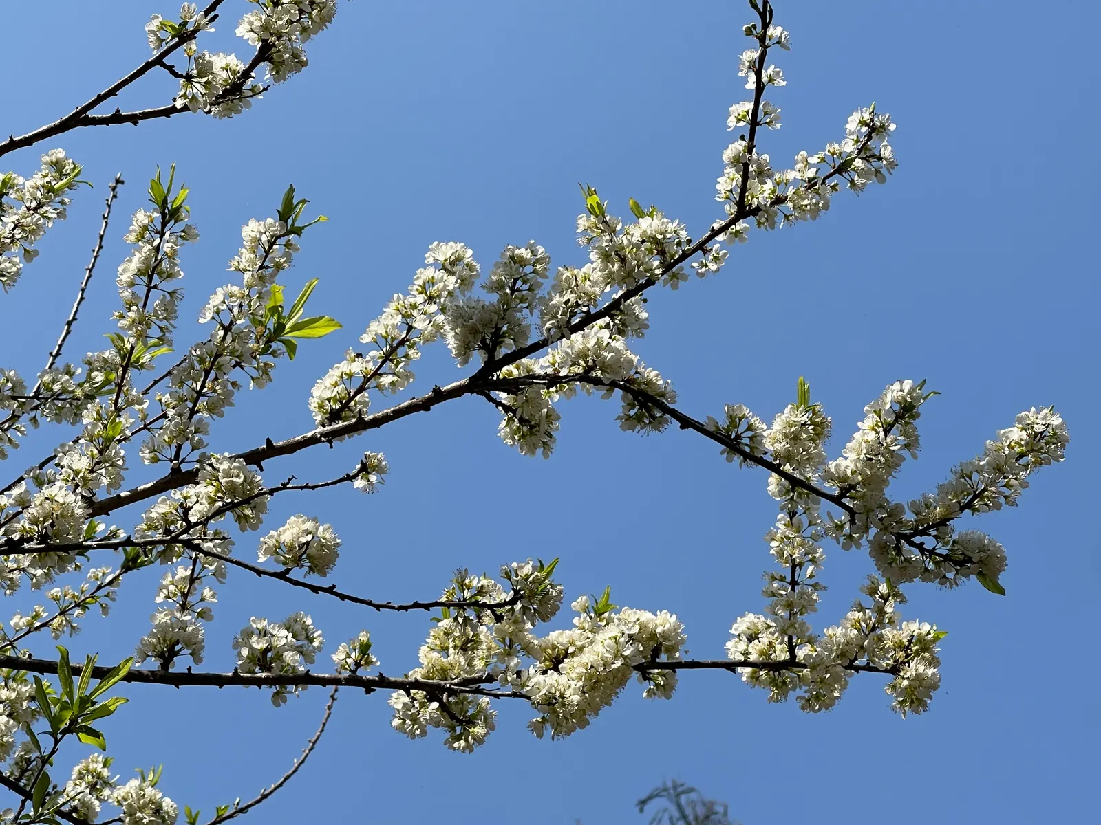 Common Plum (Prunus Domestica) — with at least six hours of direct sunlight per day; pruning in the late winter or early spring helps maintain the tree's