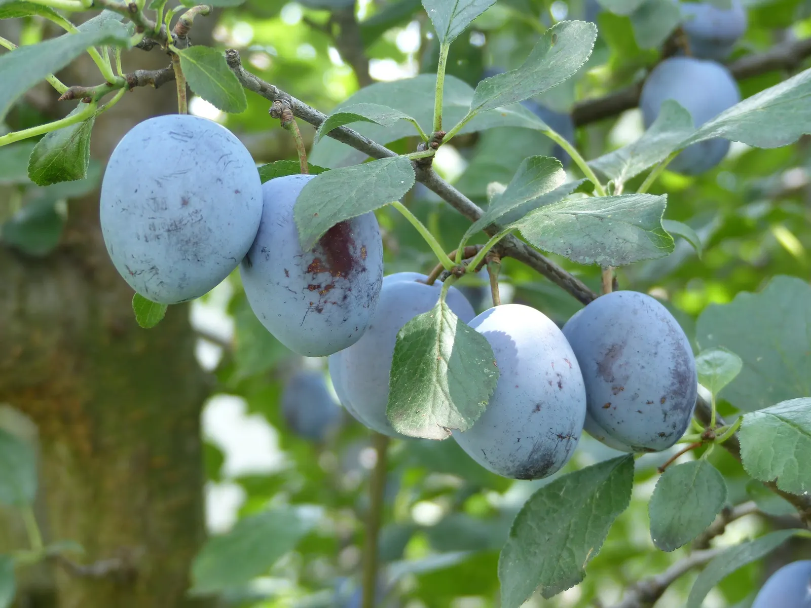 Common Plum (Prunus Domestica) — the Common Plum is an attractive and rewarding addition to any garden