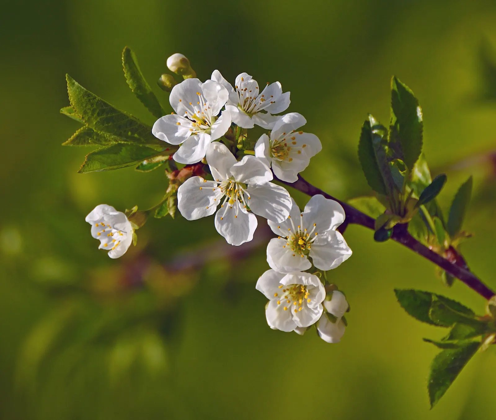 Common Plum (Prunus Domestica) — a pH ranging from slightly acidic to neutral is ideal.<br><br>Regular watering is necessary; vital for fruit production