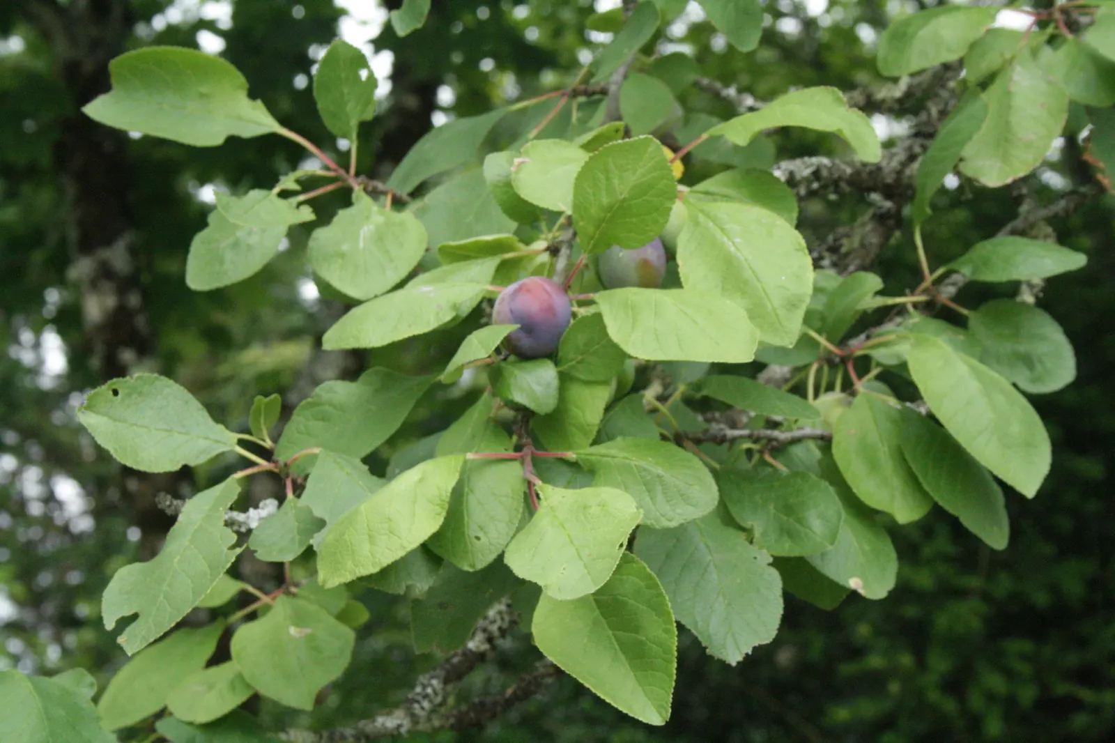 Common Plum (Prunus Domestica) — It typically reaches a mature height of 15 to 25 feet with a similar breadth; and while it is adaptable to various, image 107