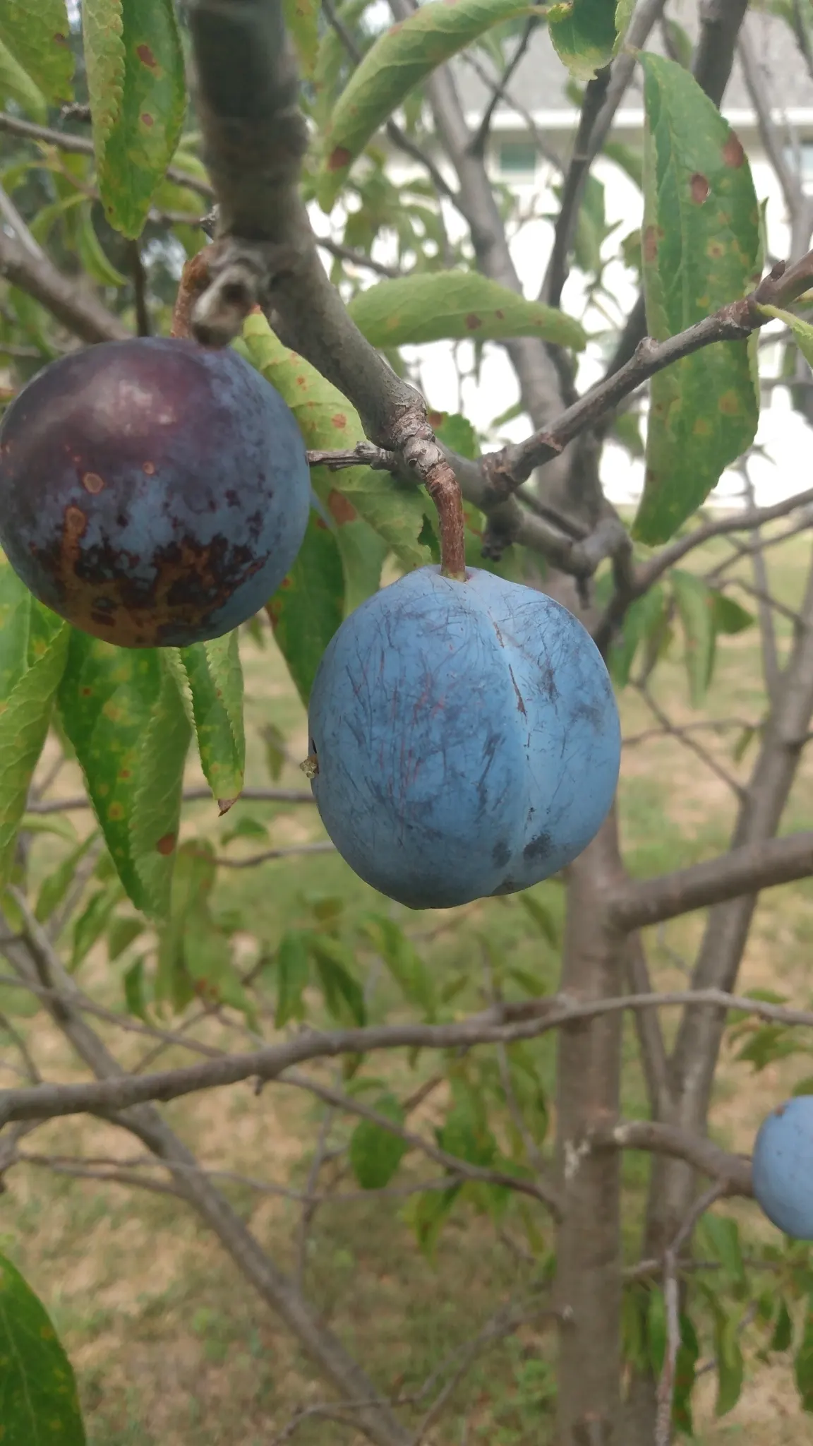 Common Plum (Prunus Domestica) — Featuring a skin that ranges from deep purple to yellow or green; the Common Plum is an attractive and rewarding, image 113