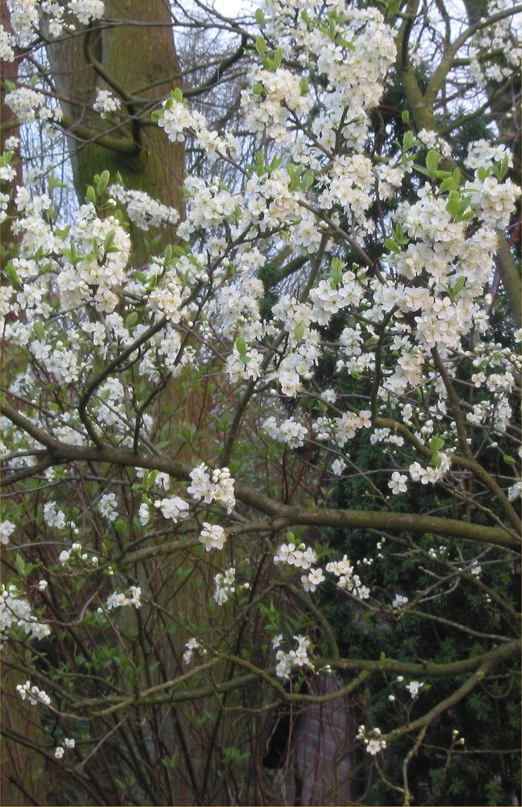 Common Plum (Prunus Domestica) — the Common Plum thrives in full sun, image 83