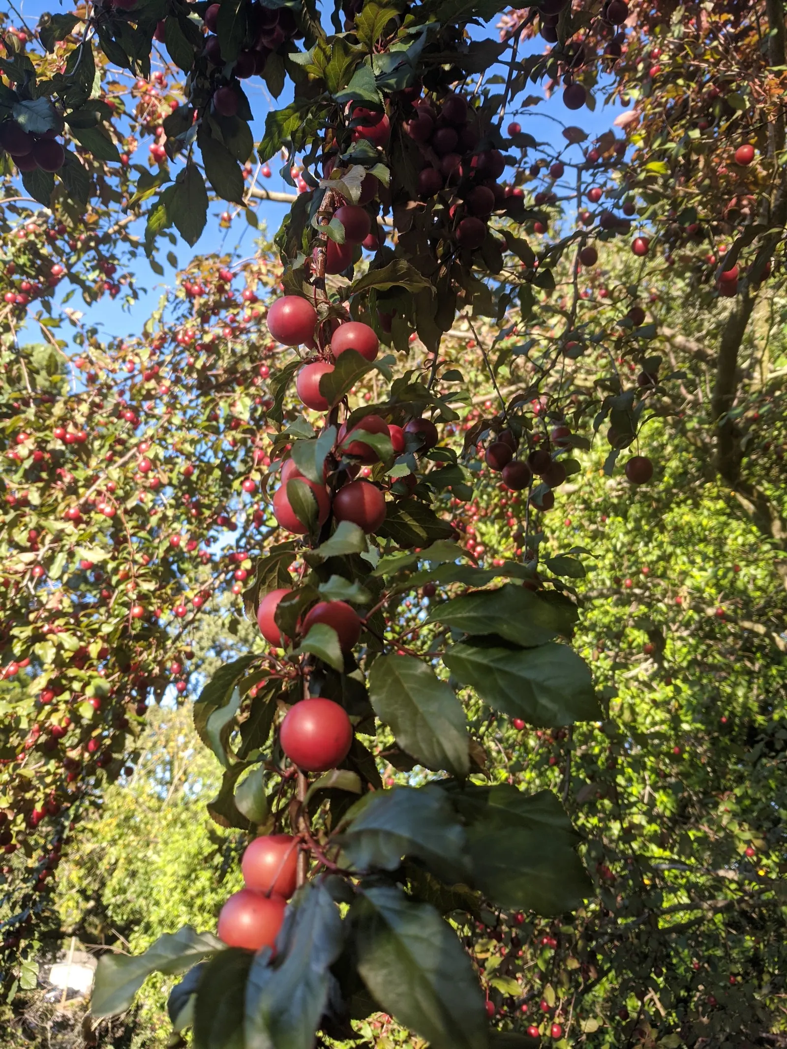 Common Plum (Prunus Domestica) — tree for full; providing beauty and bounty for the discerning homeowner, image 132