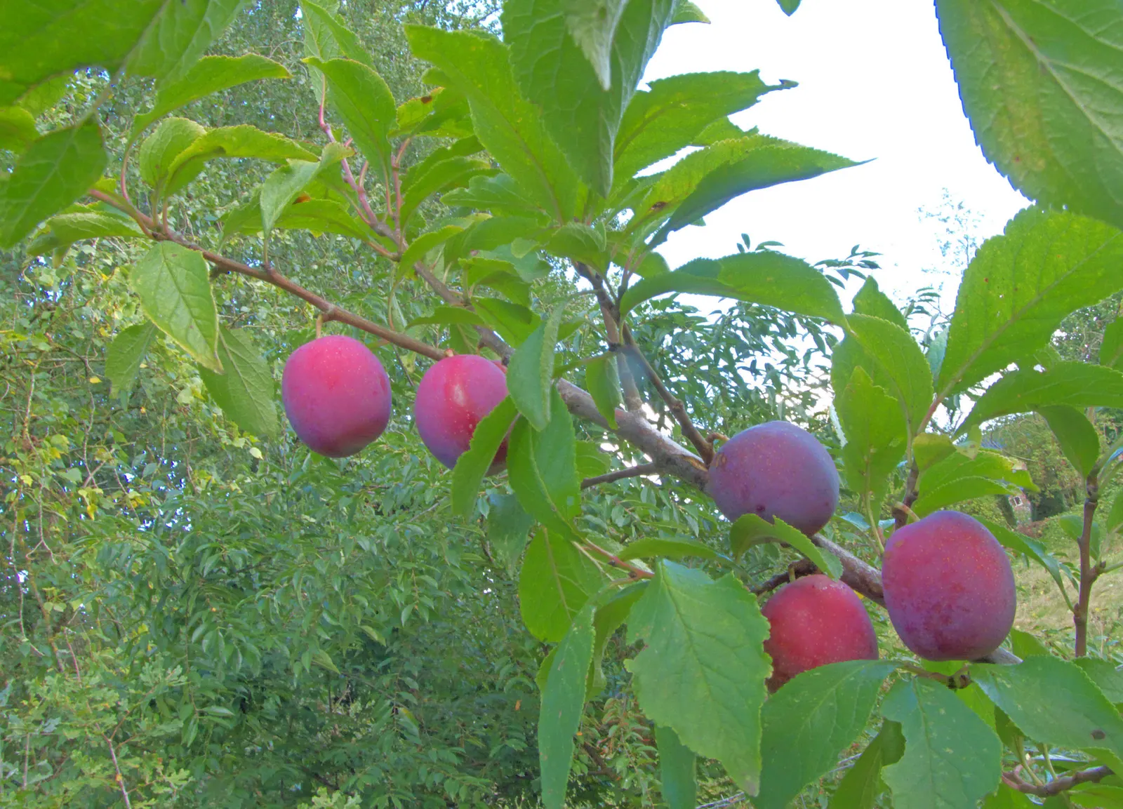 Common Plum (Prunus Domestica) — the Common Plum thrives in full sun, image 50