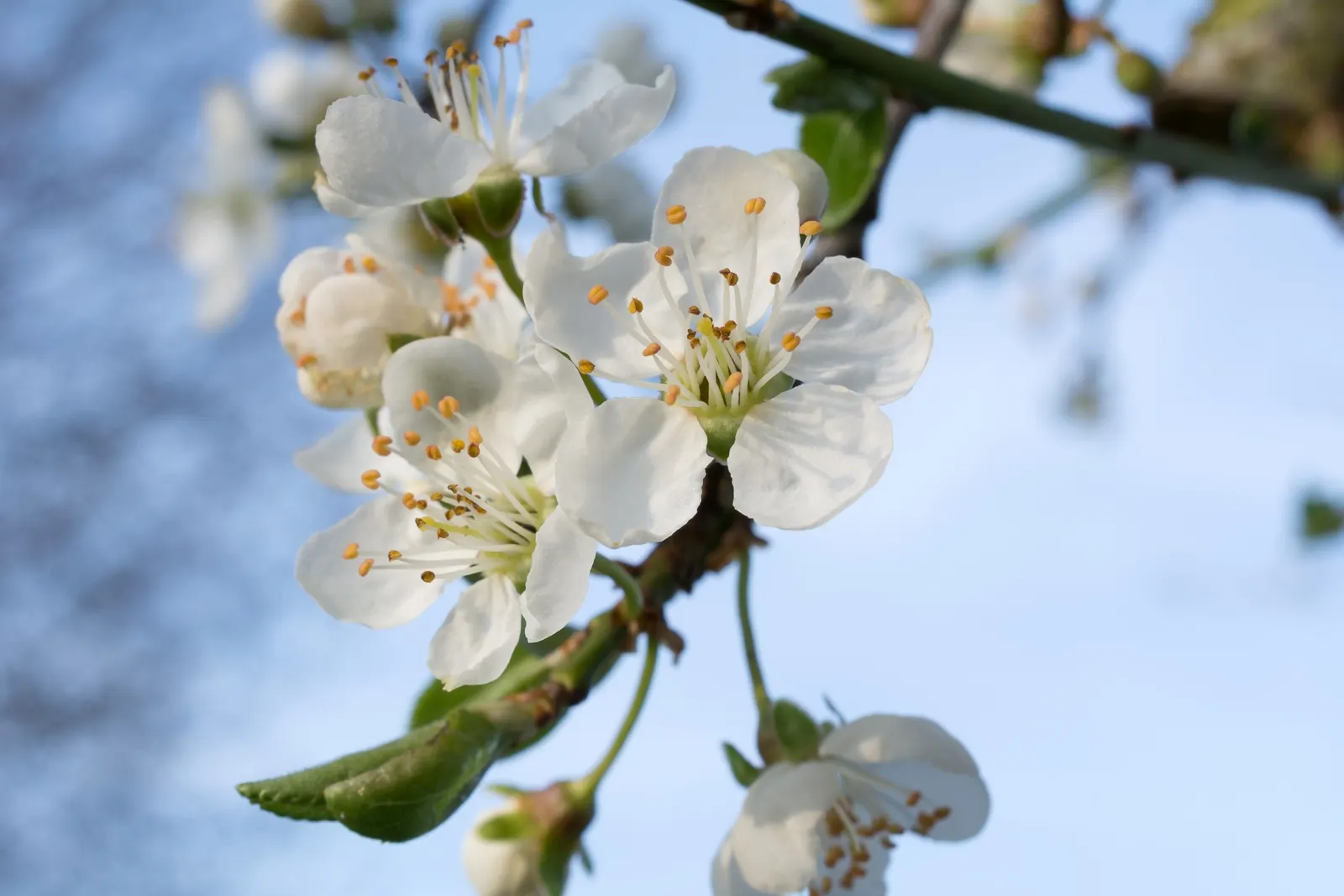 Common Plum (Prunus Domestica) — By mid to late summer, the foliage gives way to the tree's prized plums; especially during the establishment phase, image 112