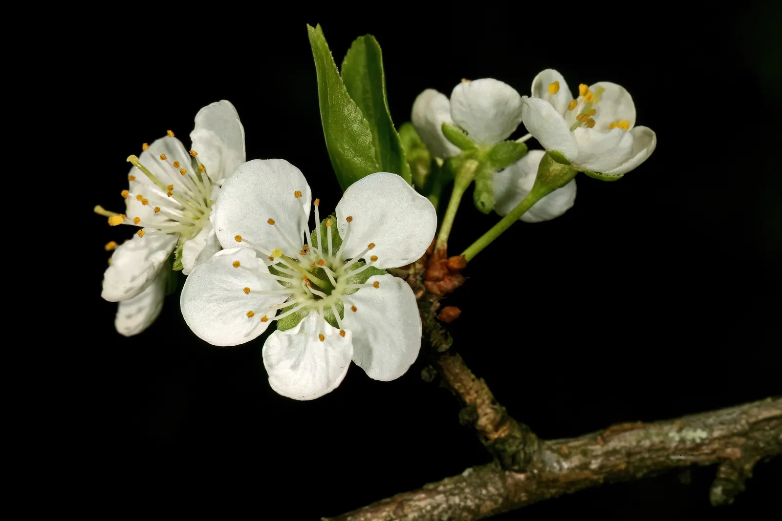 Common Plum (Prunus Domestica) — Featuring a skin that ranges from deep purple to yellow or green; the Common Plum is an attractive and rewarding, image 80