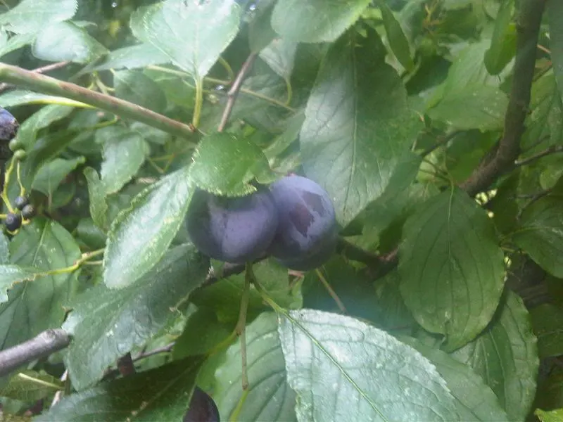 Common Plum (Prunus Domestica) — Featuring a skin that ranges from deep purple to yellow or green; the Common Plum is an attractive and rewarding, image 146