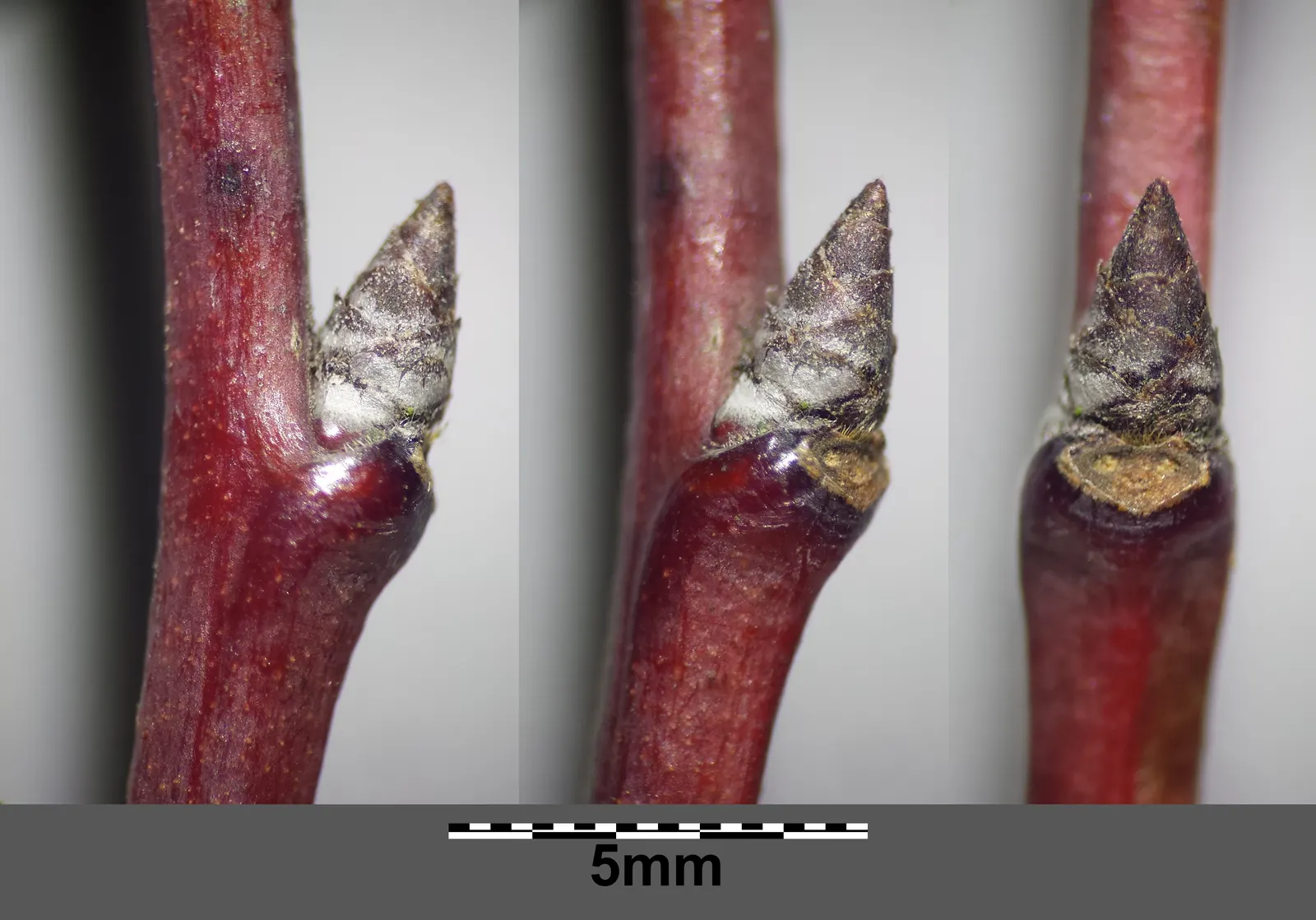 Common Plum (Prunus Domestica) — It typically reaches a mature height of 15 to 25 feet with a similar breadth; and while it is adaptable to various, image 140