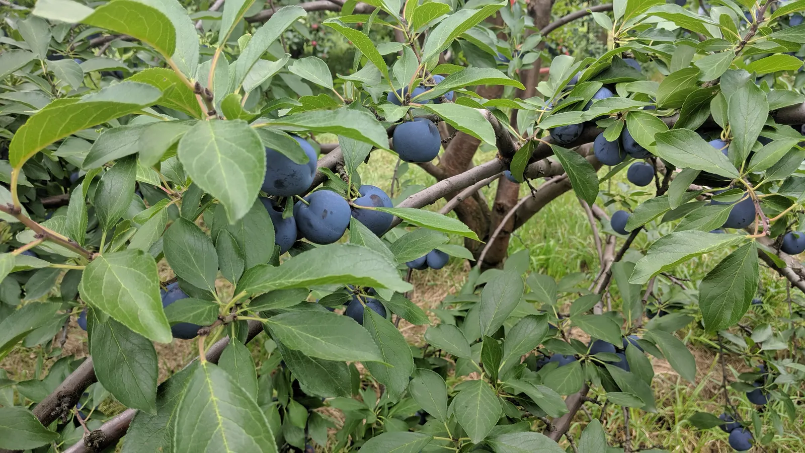 Common Plum (Prunus Domestica) — is a deciduous tree that offers both aesthetic appeal and delightful fruit; by mid to late summer, the foliage, image 139
