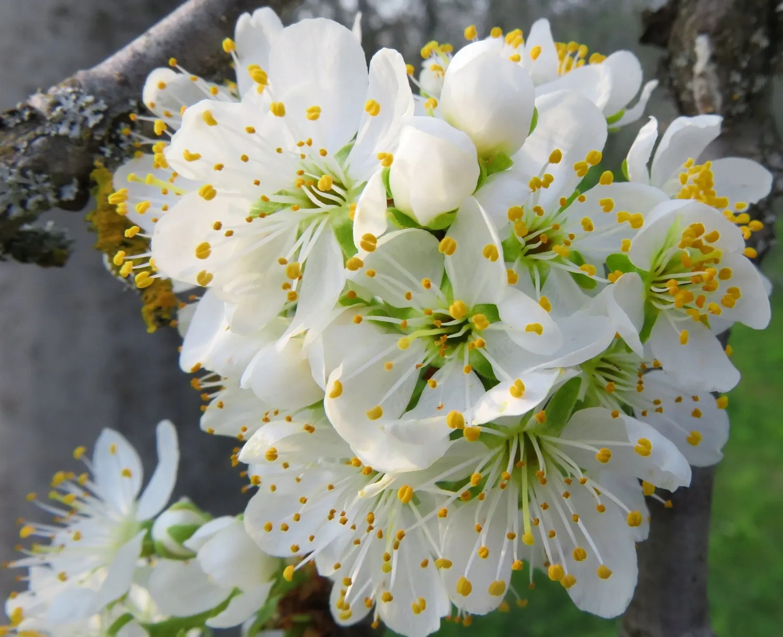 Common Plum (Prunus Domestica) — This coveted cultivar produces fragrant flowers in early spring