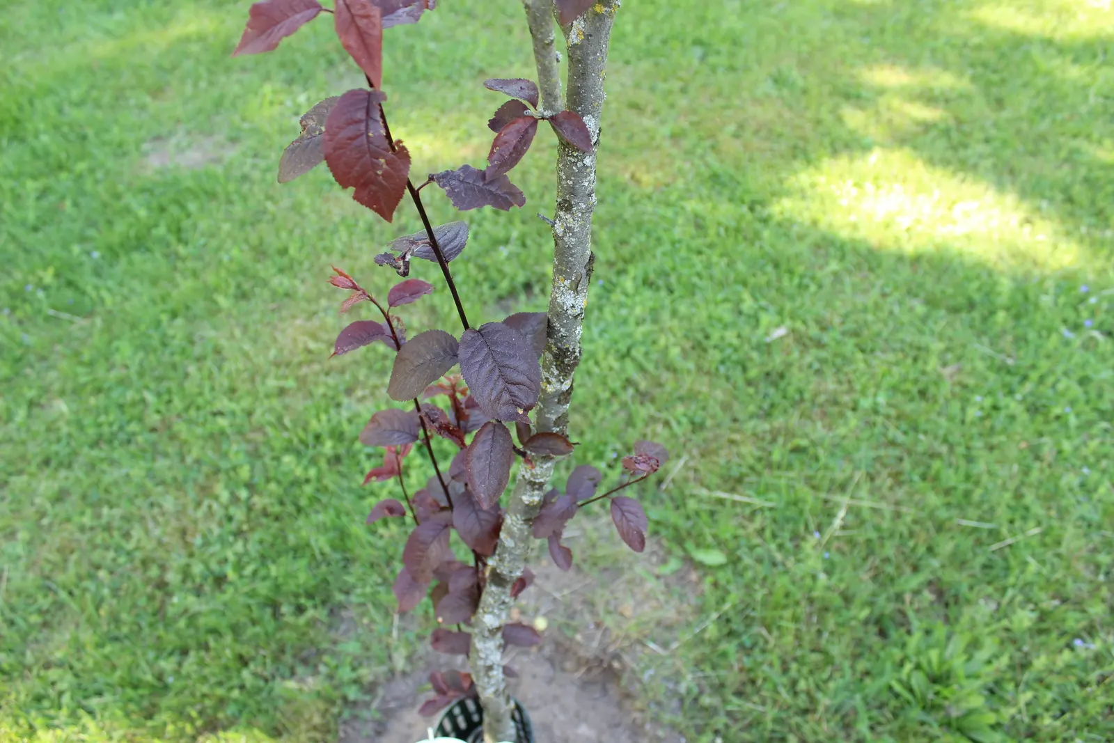 Common Plum (Prunus Domestica) — tree for full; providing beauty and bounty for the discerning homeowner