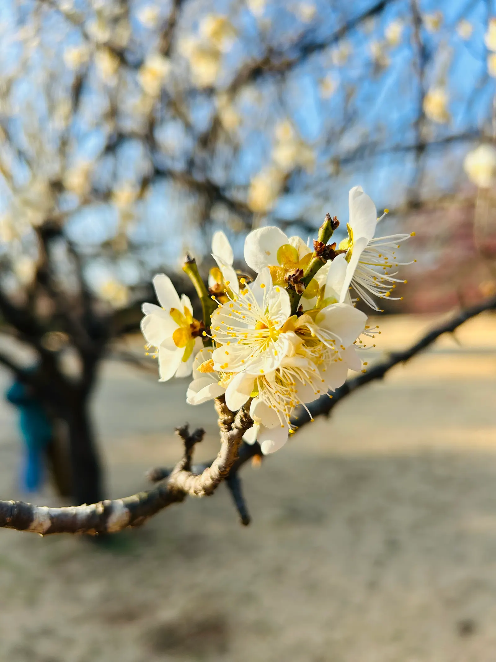 Common Plum (Prunus Domestica) — with at least six hours of direct sunlight per day