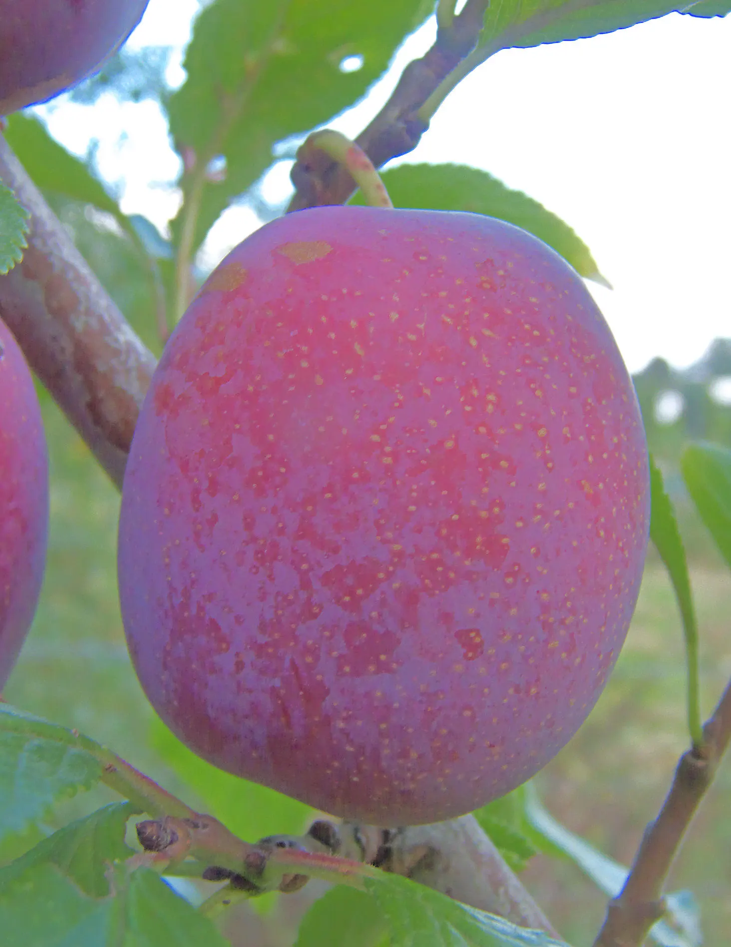 Common Plum (Prunus Domestica) — Pruning in the late winter or early spring helps maintain the tree's structure; tree for full