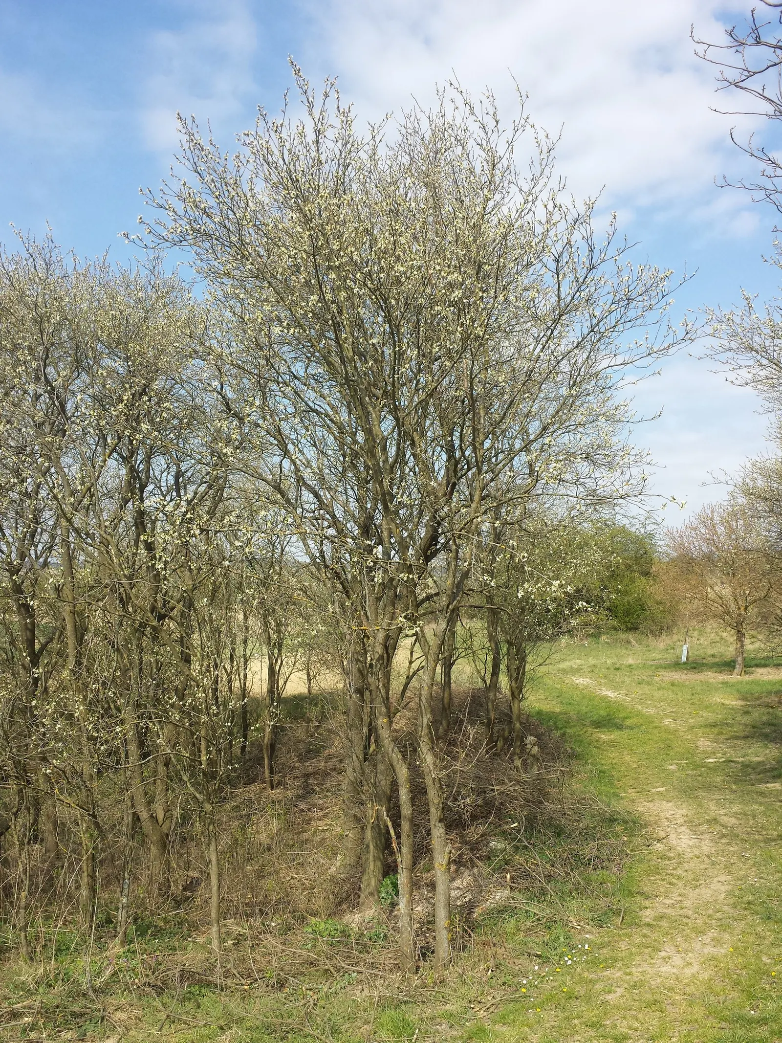 Common Plum (Prunus Domestica) — providing beauty and bounty for the discerning homeowner